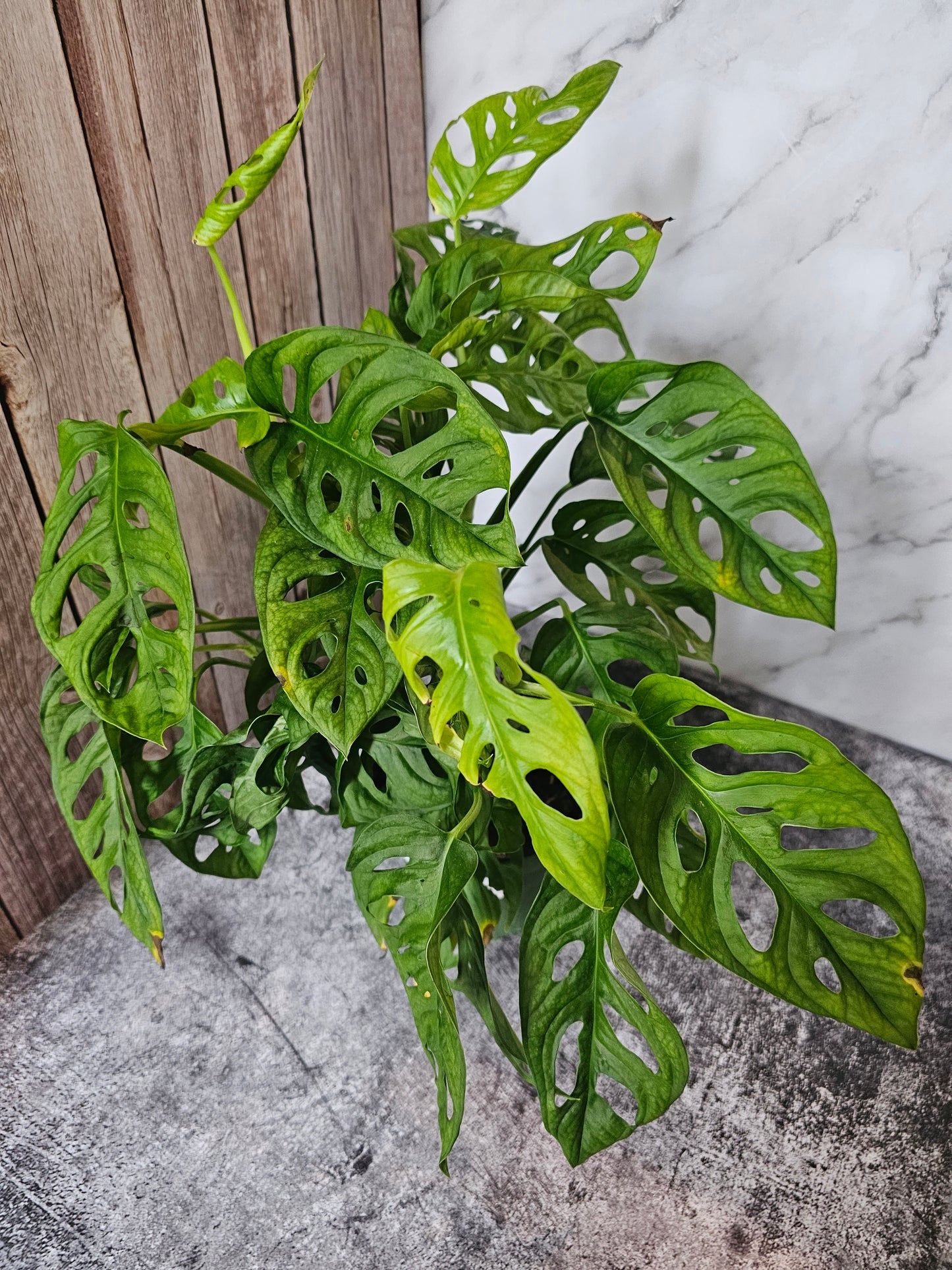 Monstera Adansonii in growers pot