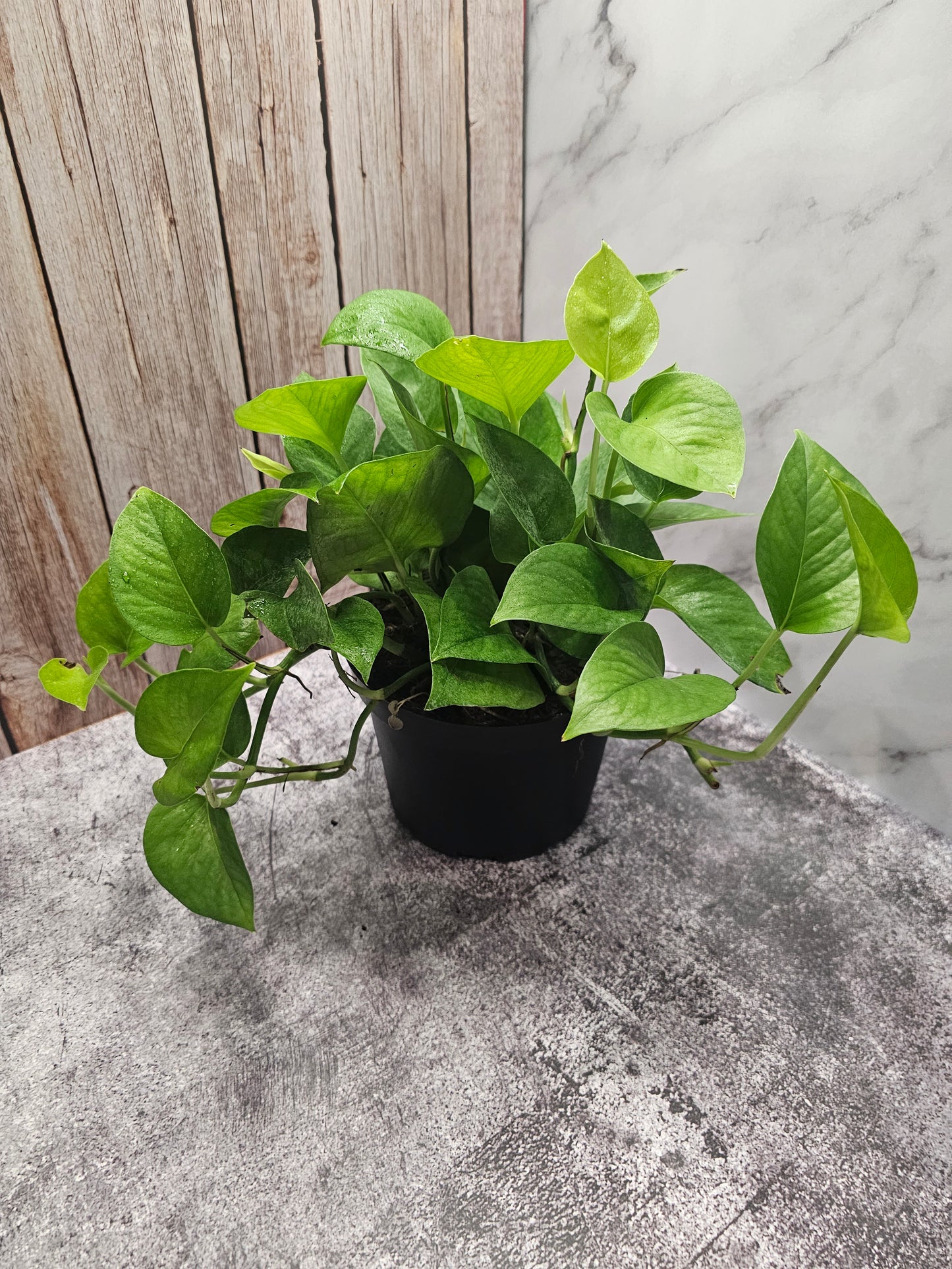 Jade Pothos in growers pot