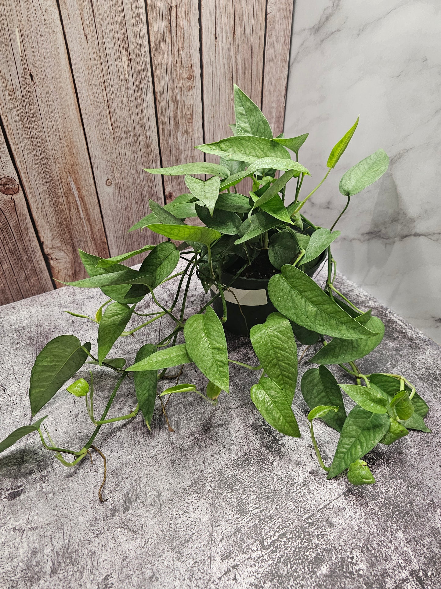 Epipremnum Cebu Blue in growers pot