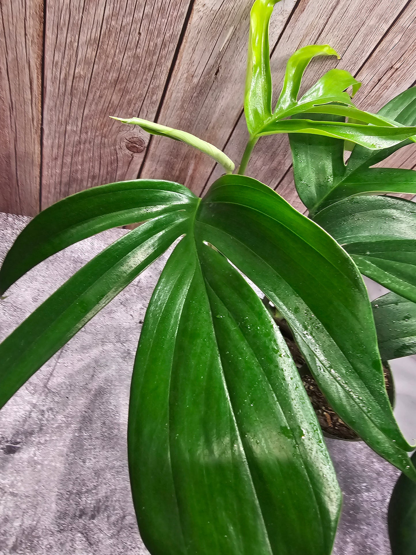 Philodendron Rhaphidophora Decursiva in growers pot