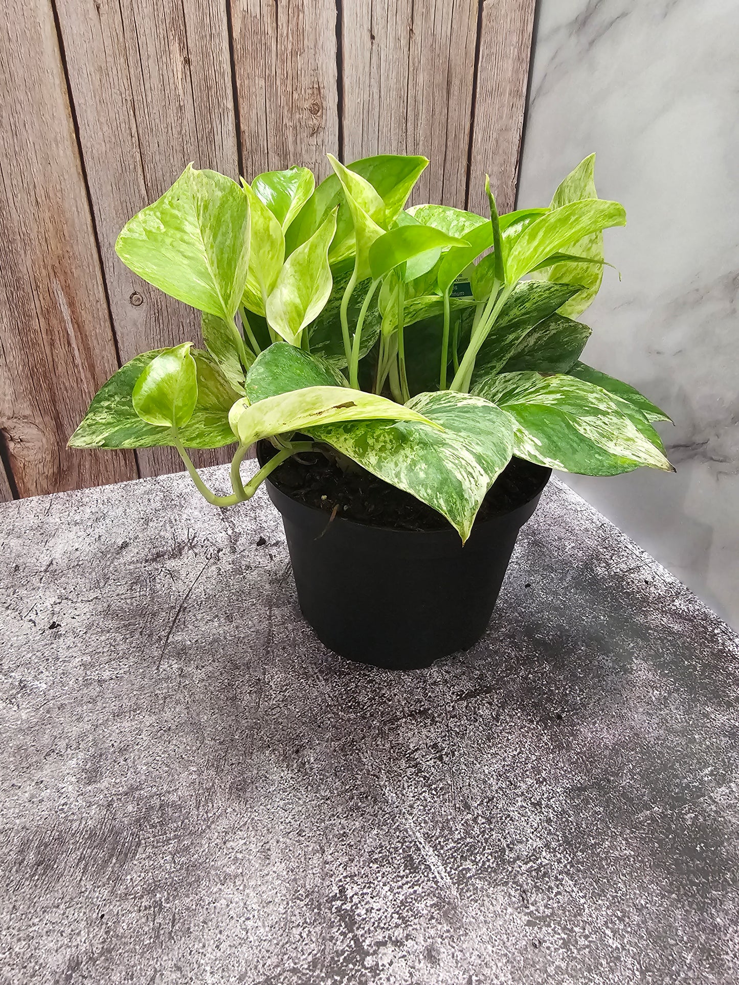 Marble Queen Pothos in growers pot
