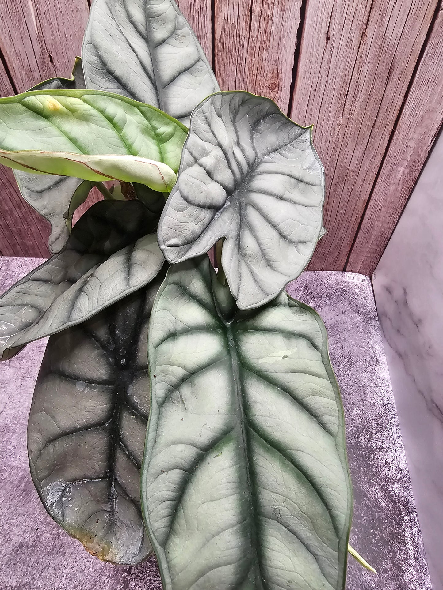 Alocasia Silver Dragon in growers pot