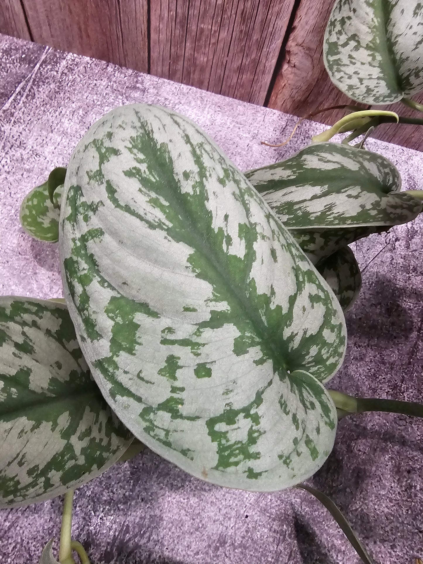 Scindapsus Pictus Exotica in 8" Hanging Basket