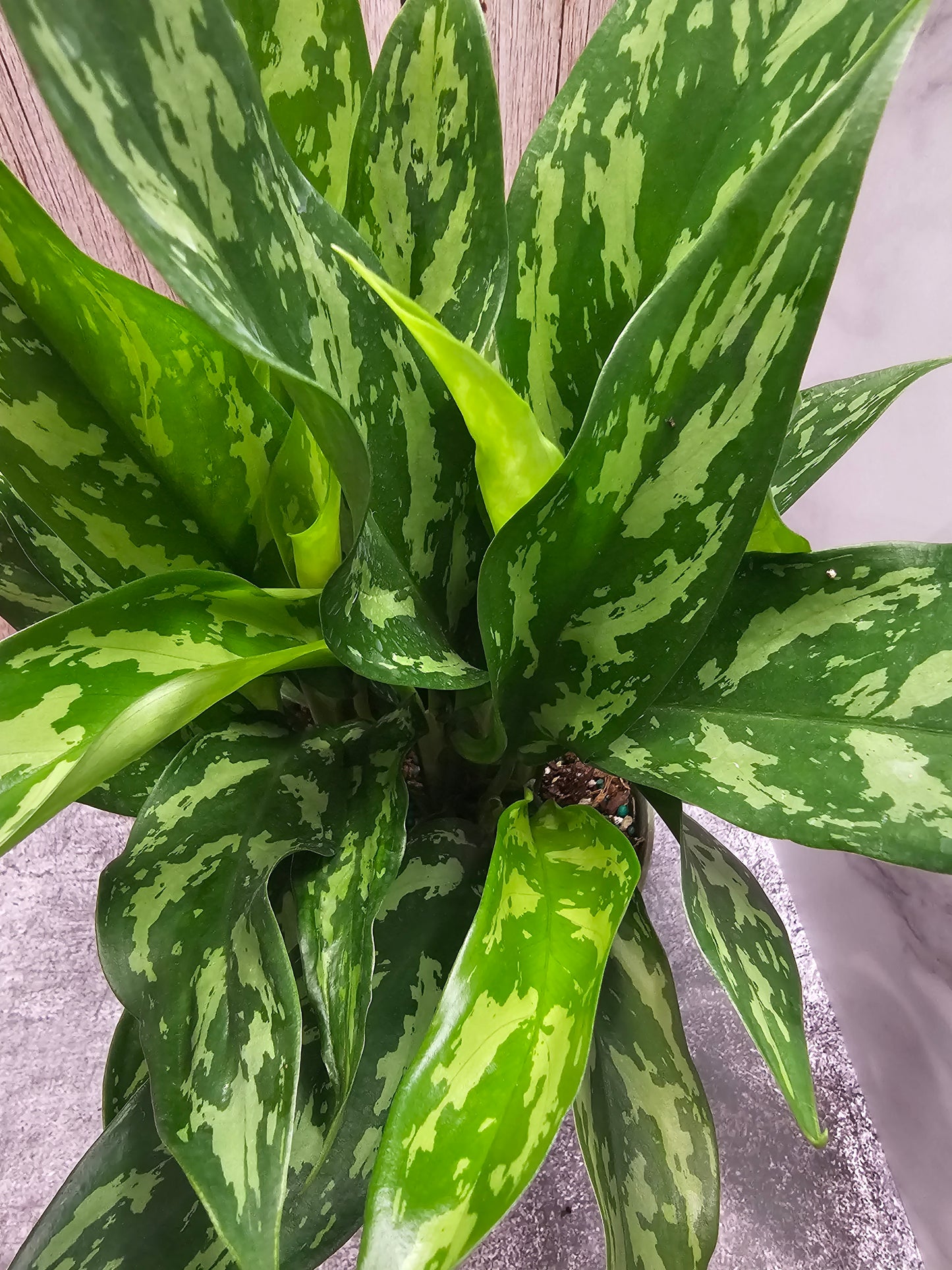 Aglaonema Mary Ann in growers pot