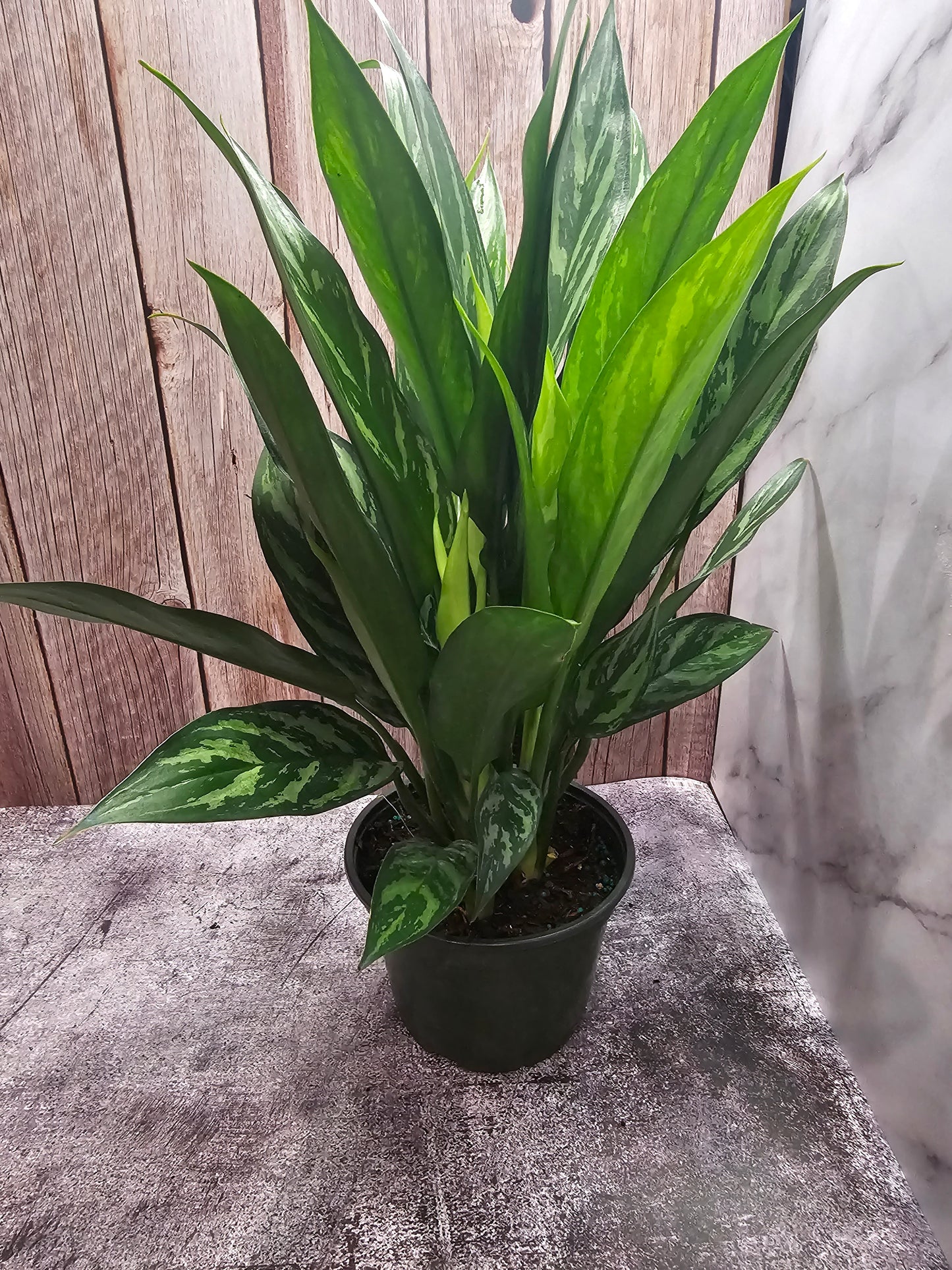 Aglaonema Juliette in growers pot