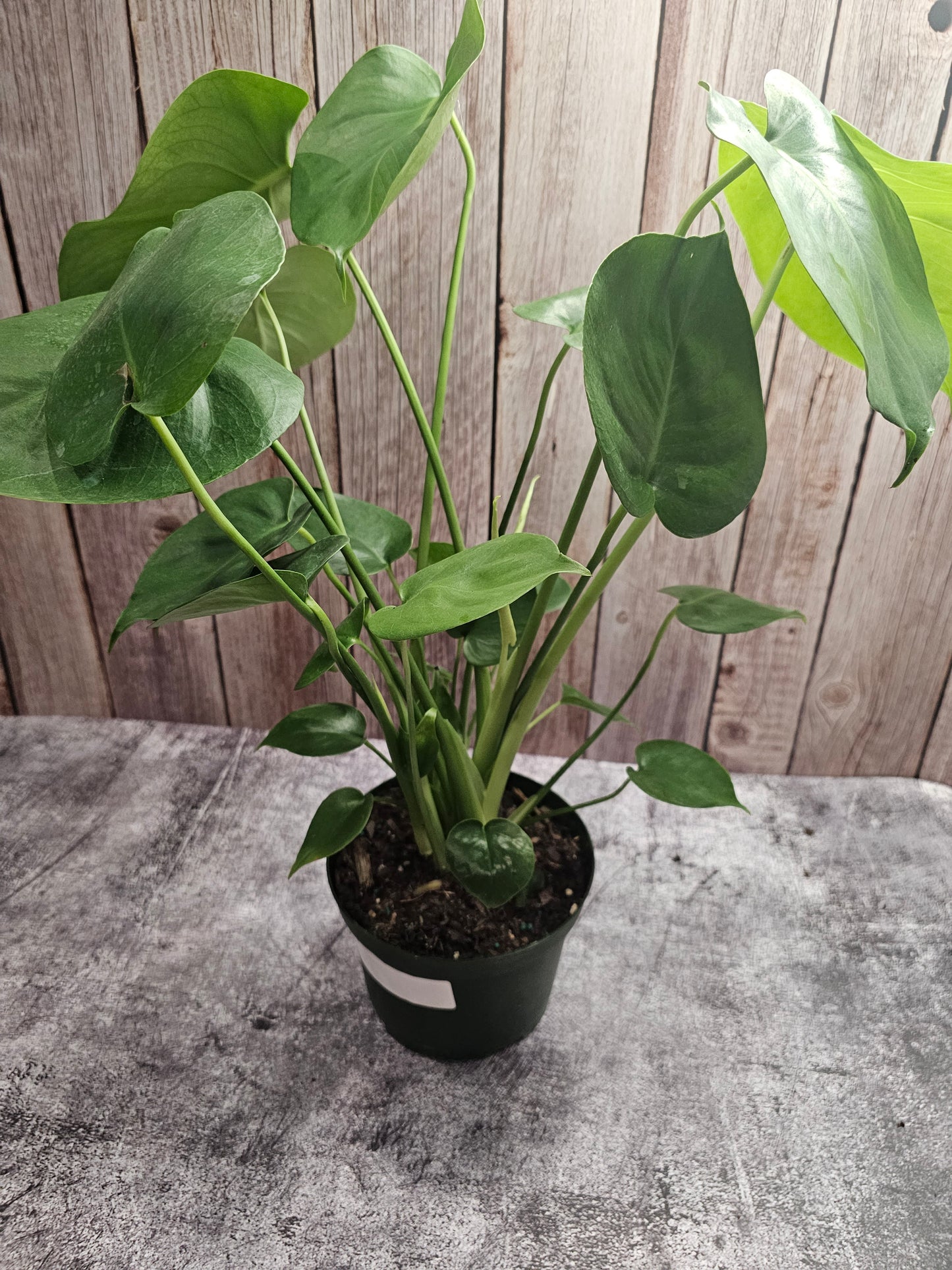 Monstera Deliciosa in growers pot
