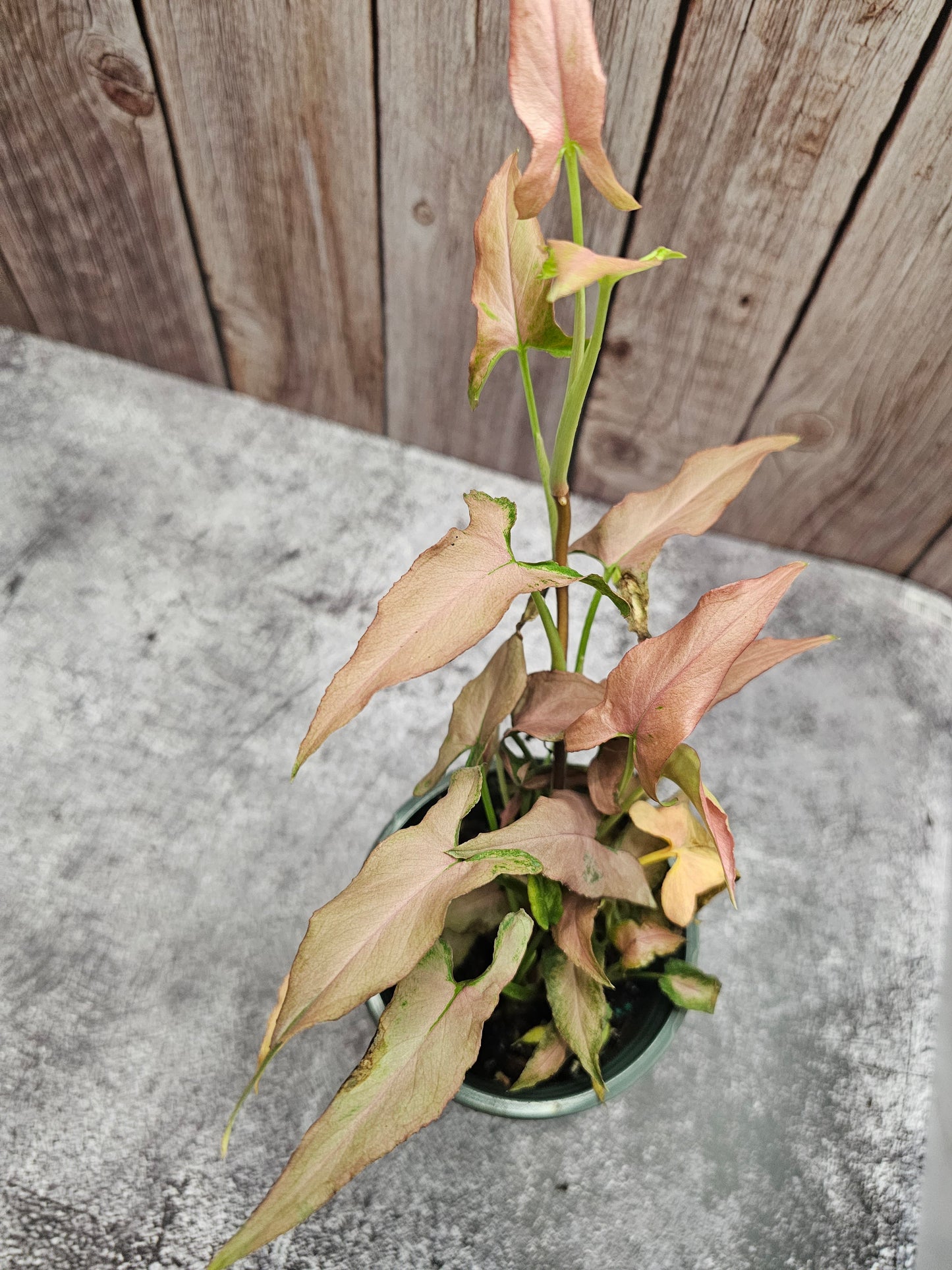 Syngonium Mickey in growers pot