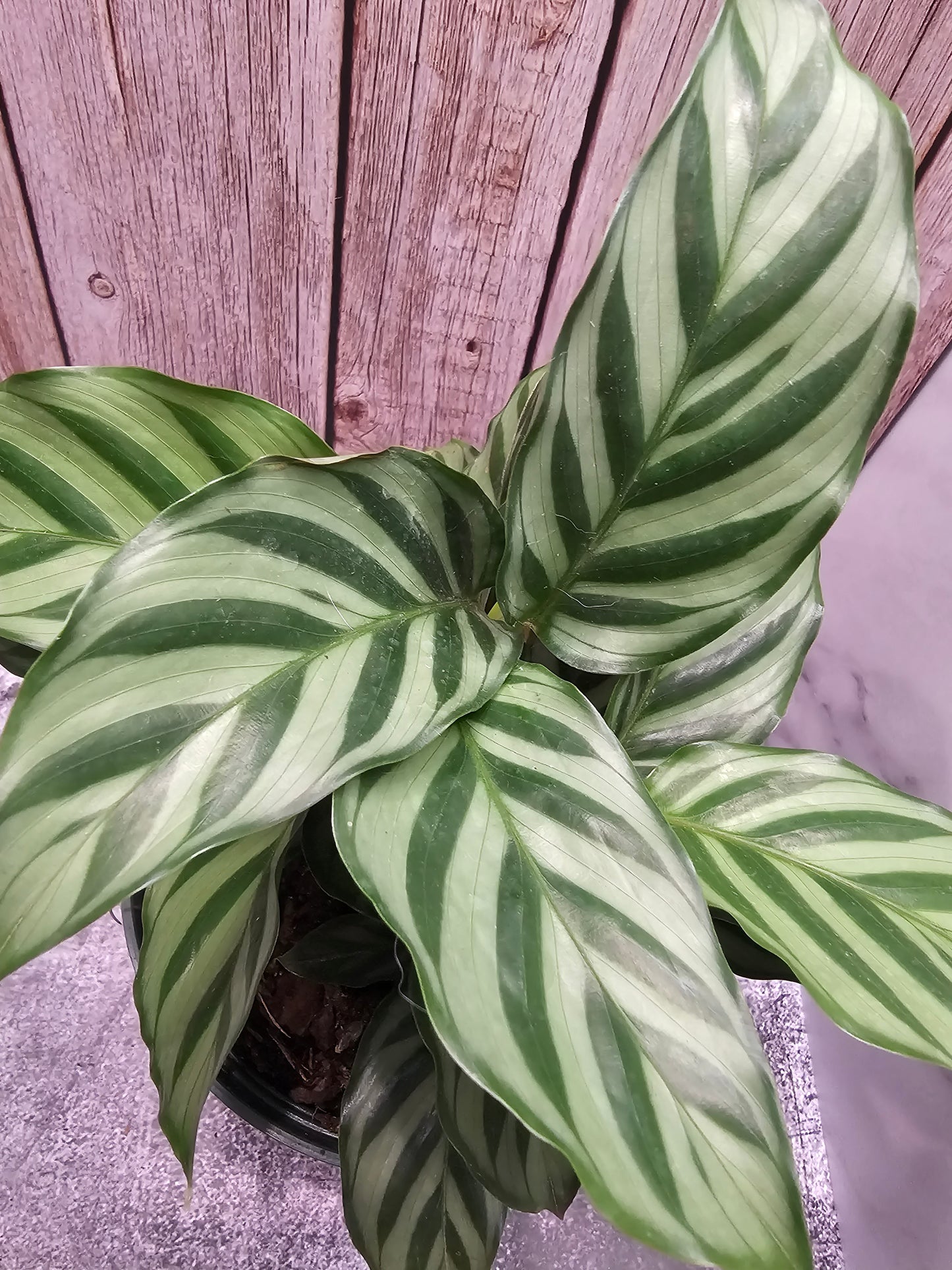 Calathea Freddie in growers pot