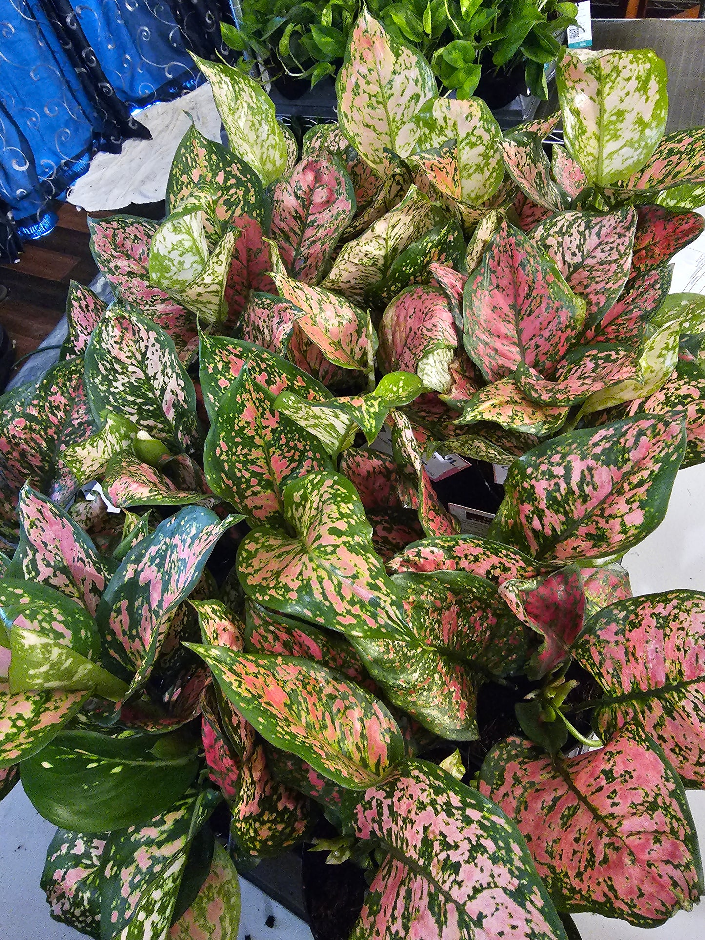 Aglaonema Anyamanee in growers pot