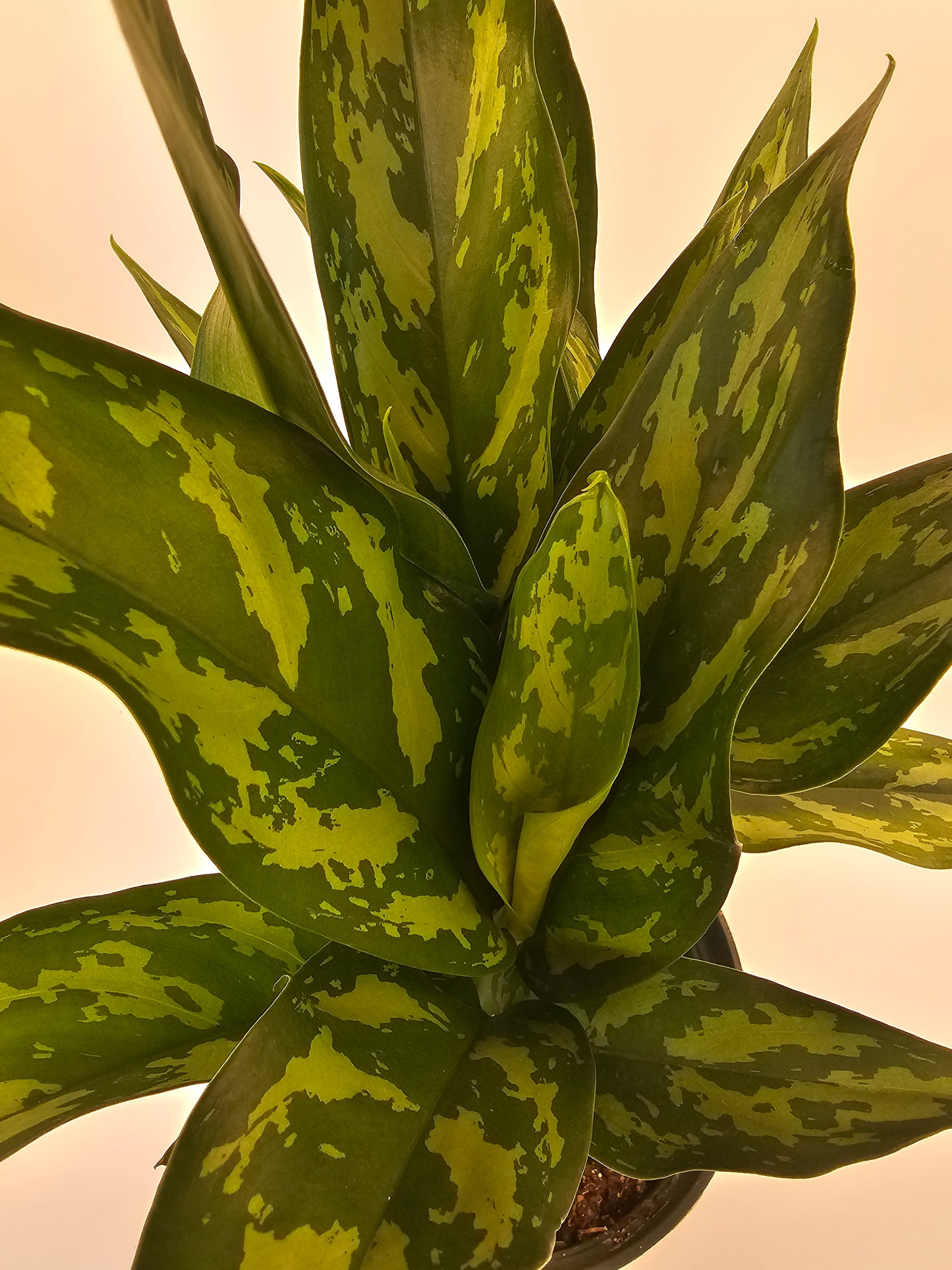 Aglaonema Mary Ann in growers pot