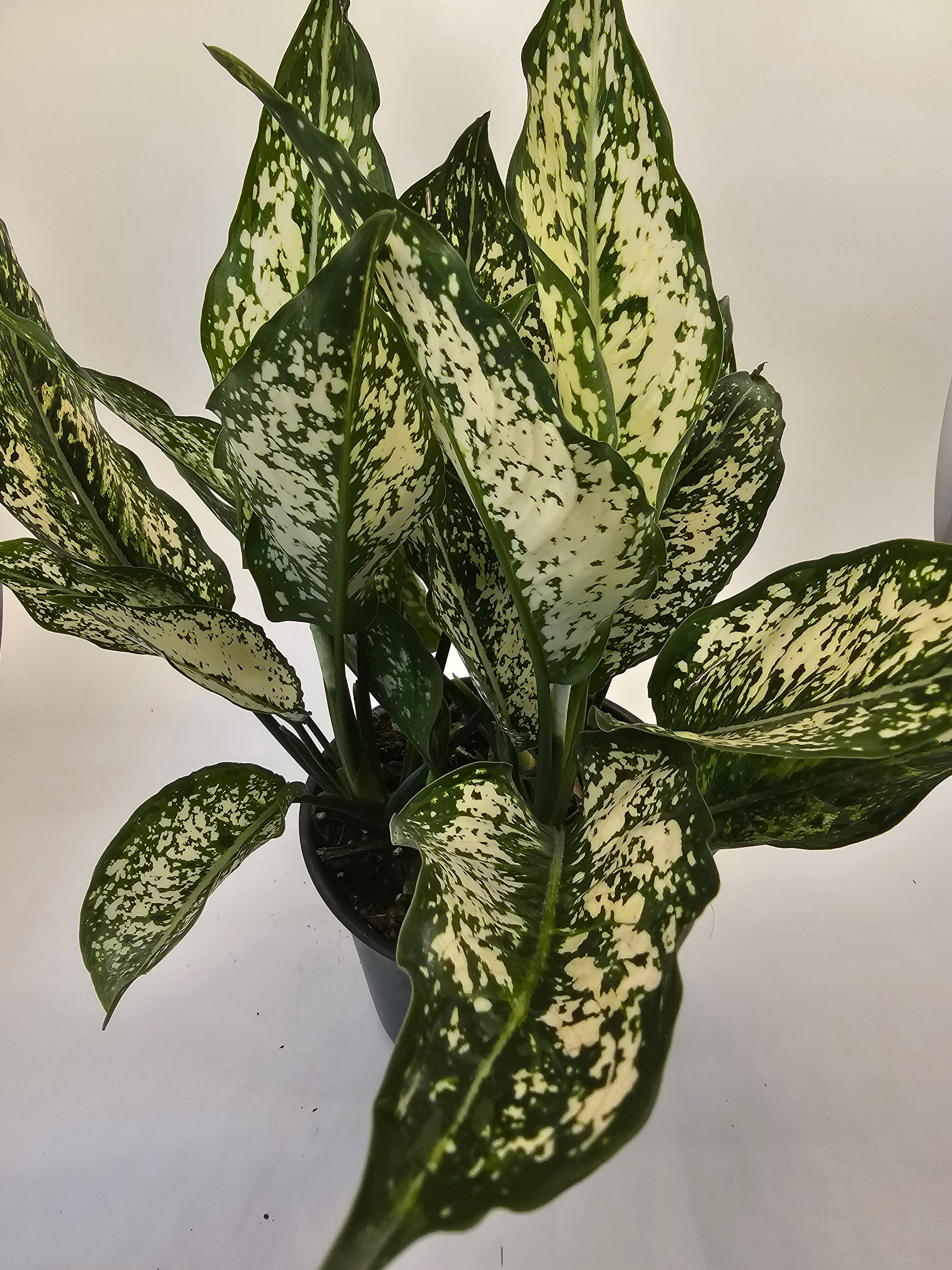aglaonema osaka plant Aglaonema Osaka in growers pot – Oasis Gardens