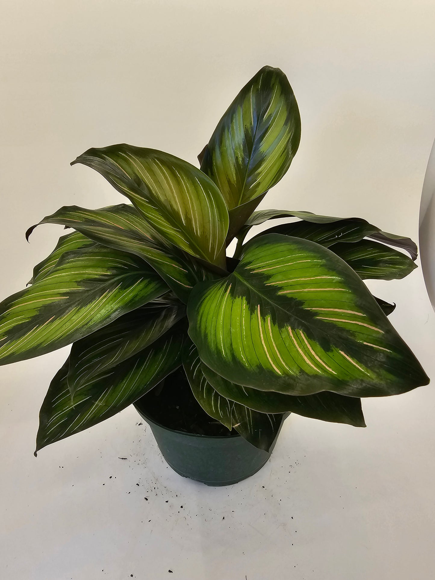 Calathea Beauty Star in Growers pot