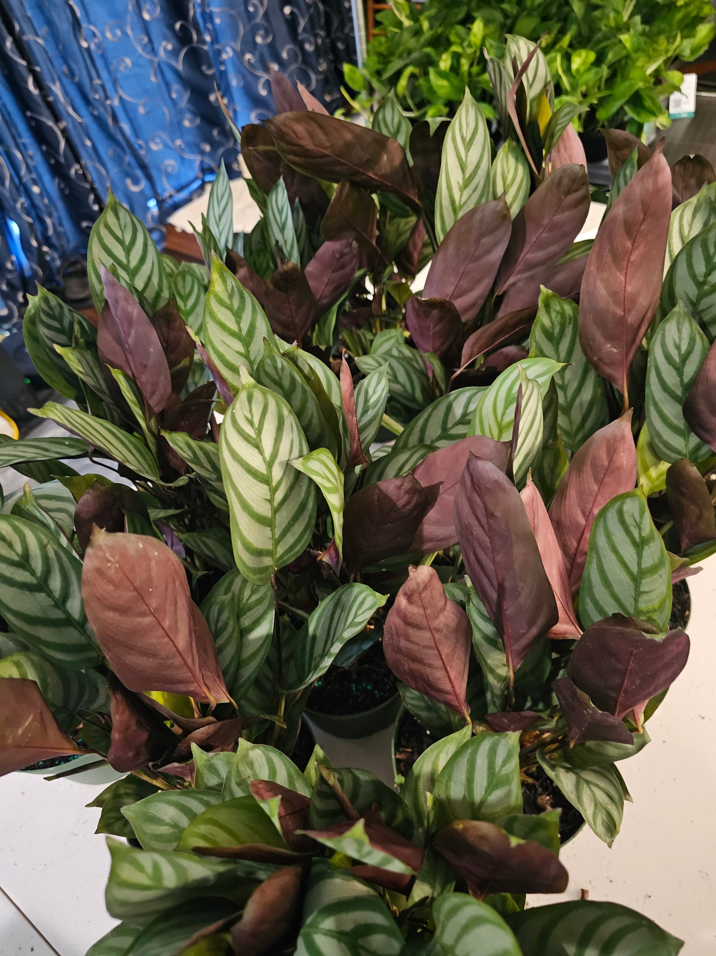 Calathea Exotica in growers pot