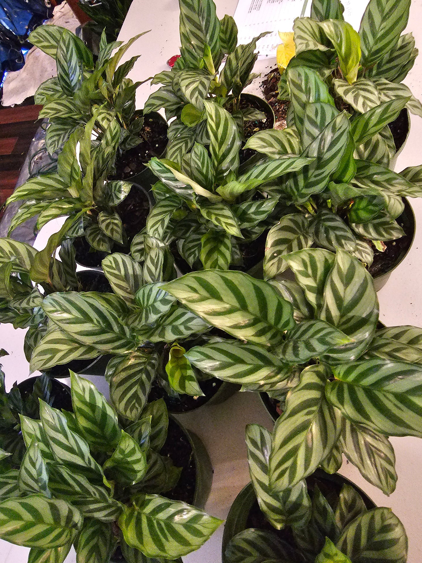 Calathea Freddie in growers pot