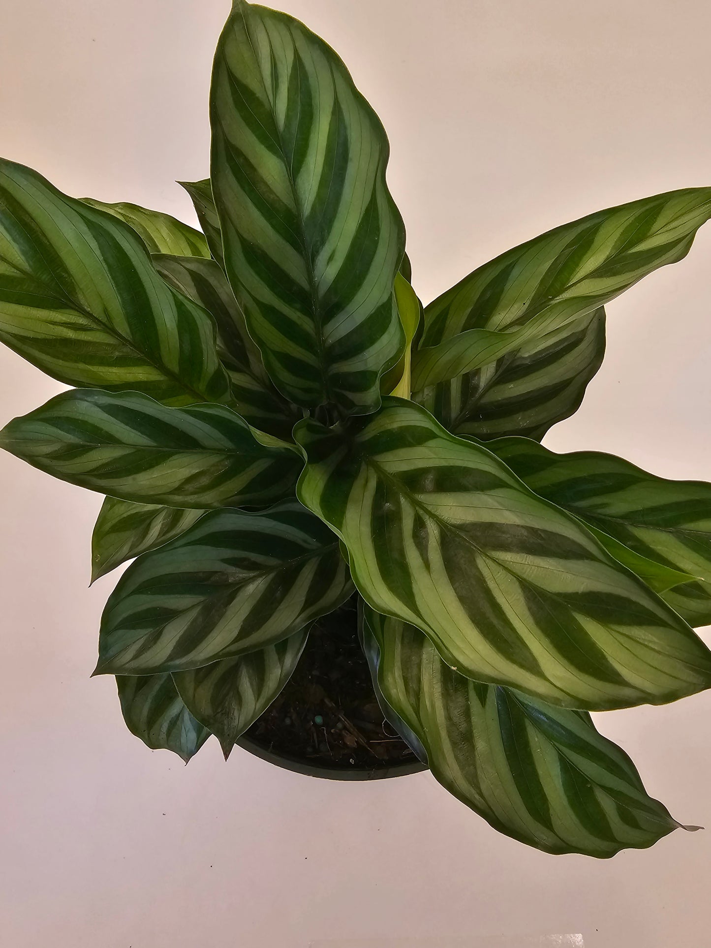 Calathea Freddie in growers pot