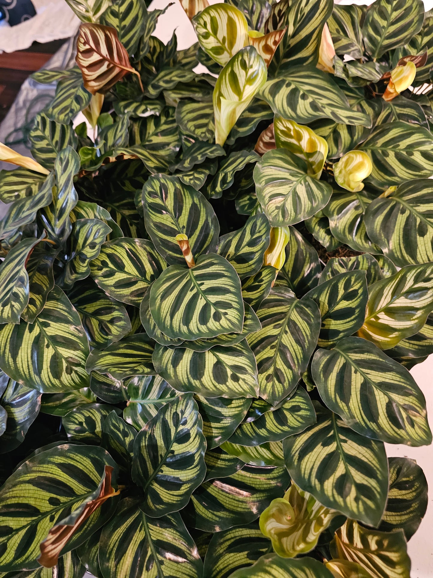 Calathea Makoyana in growers pot