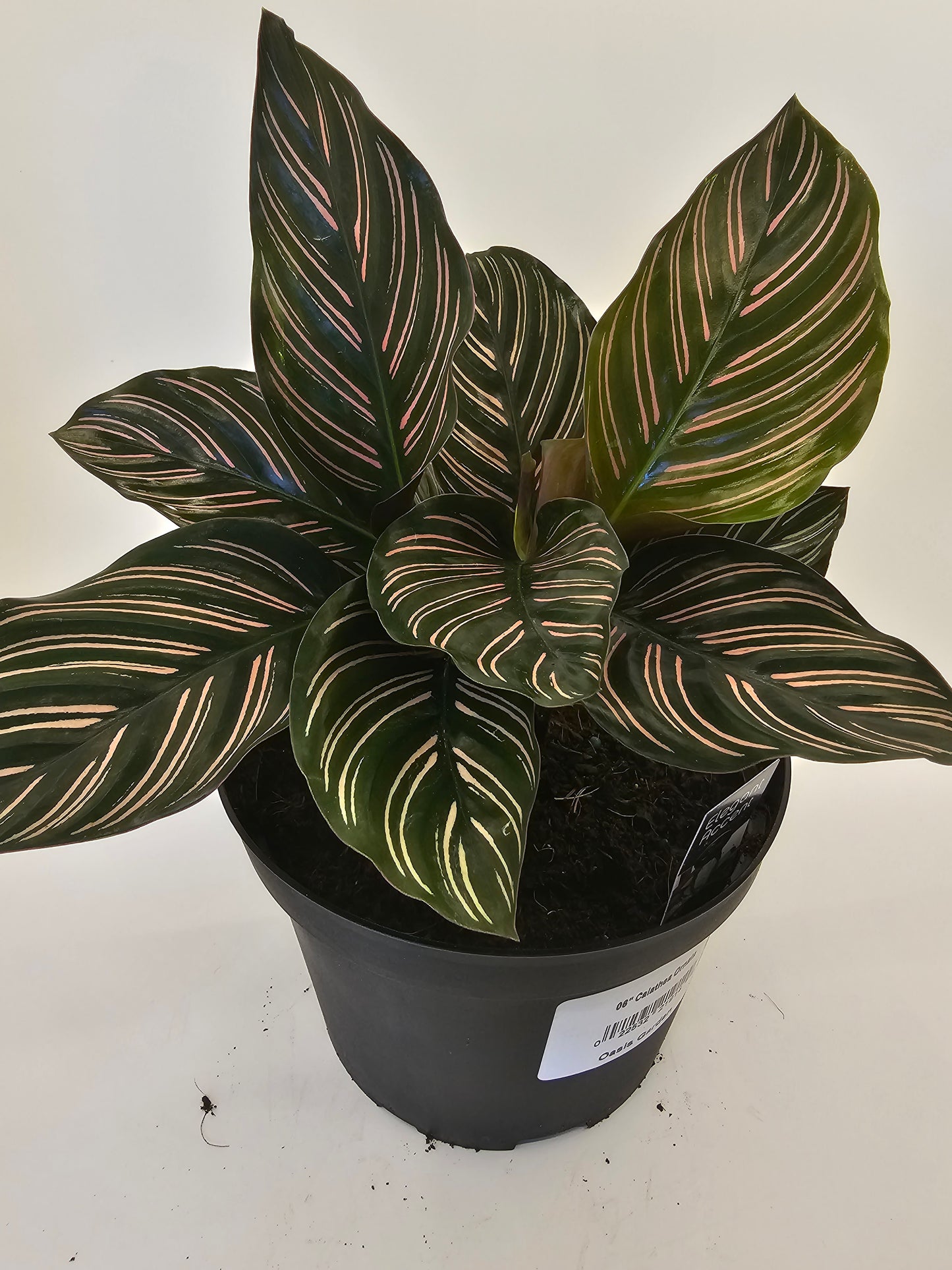Calathea Ornata in growers pot
