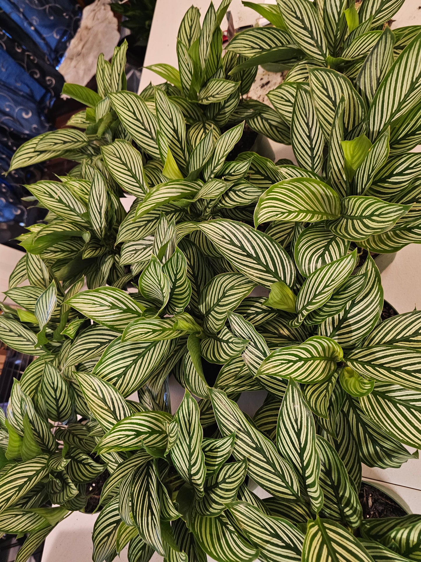 Calathea Vittata in growers pot