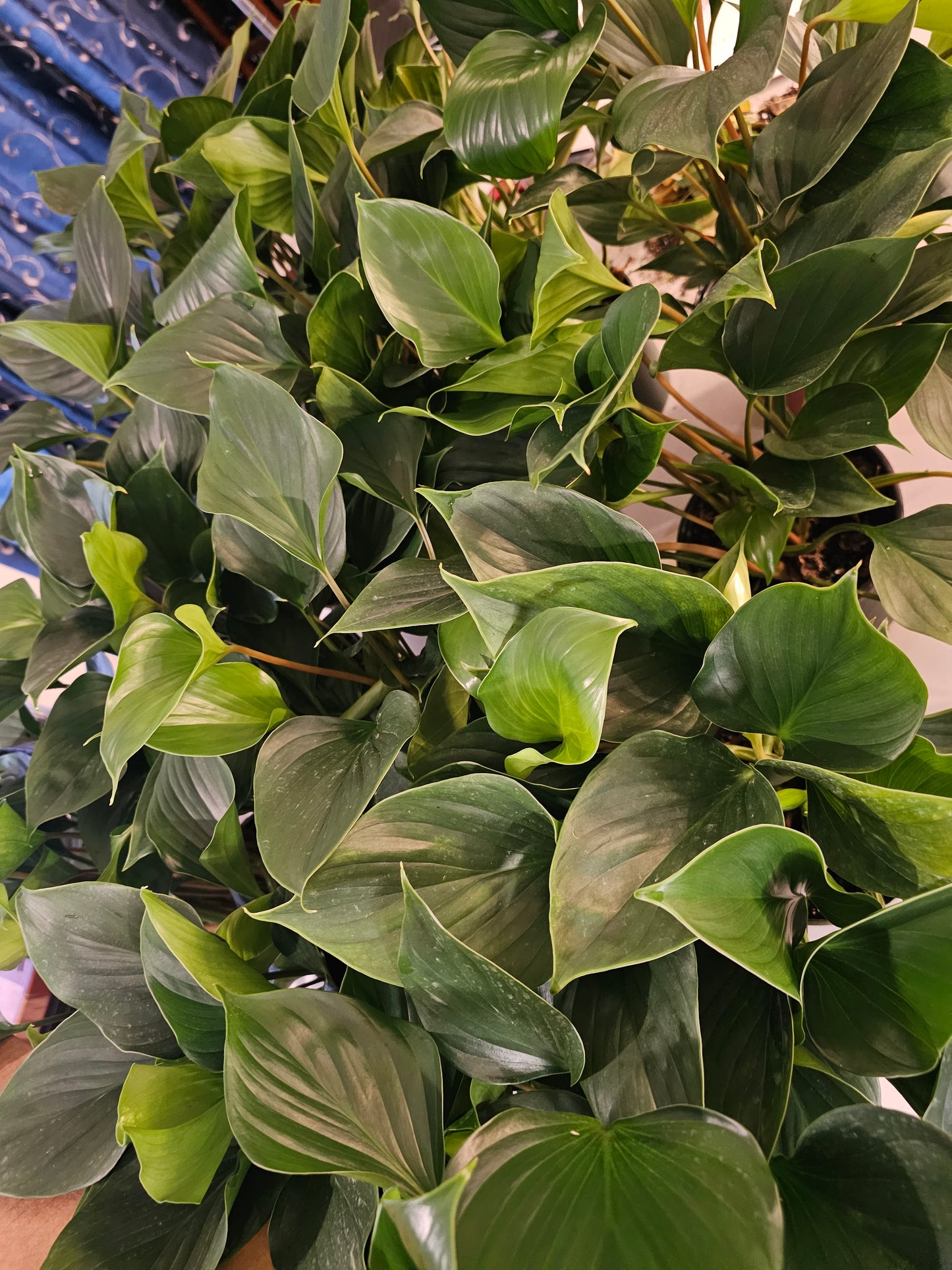 Homalomena Emerald Gem in growers pot