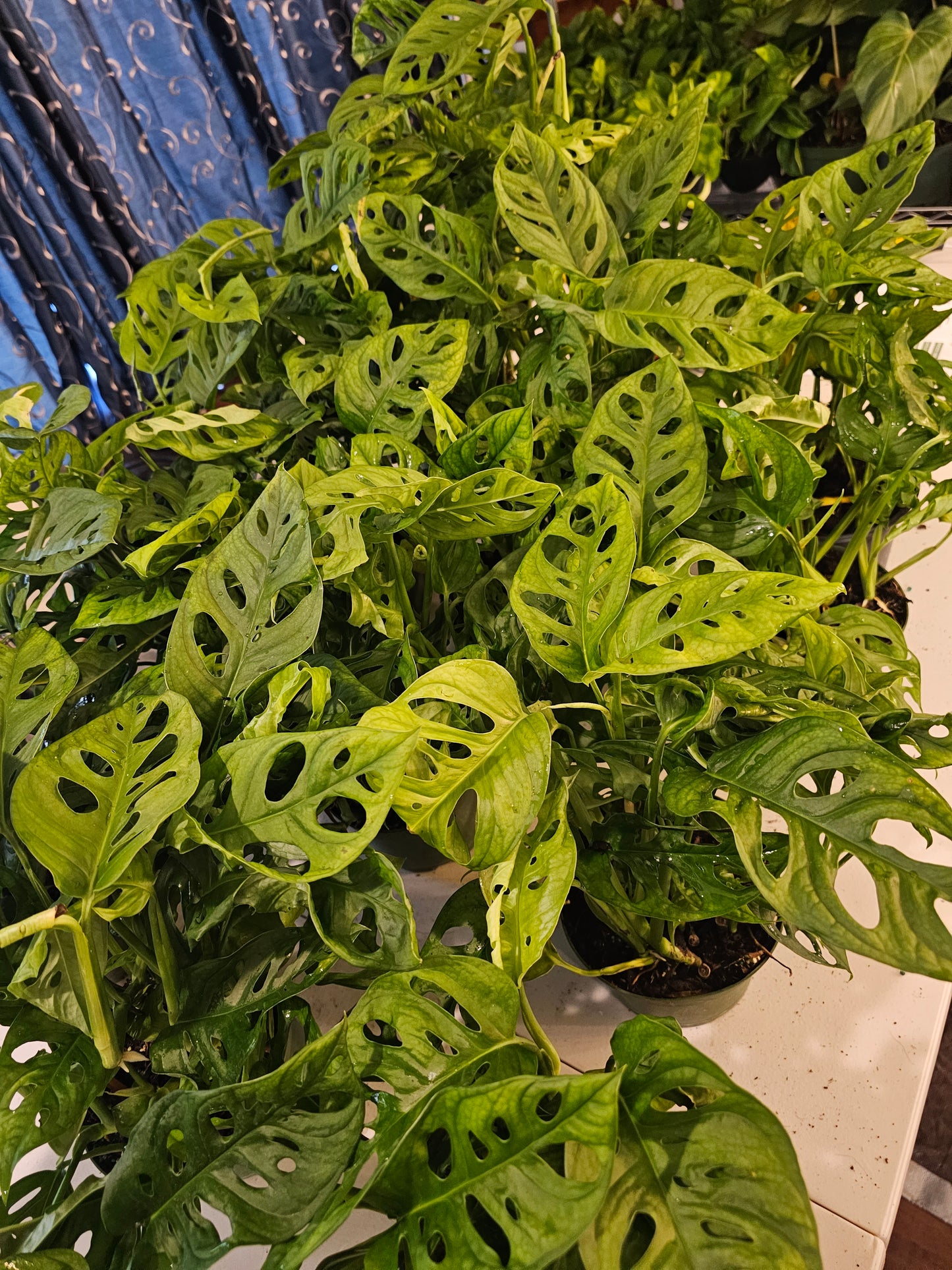 Monstera Adansonii in growers pot