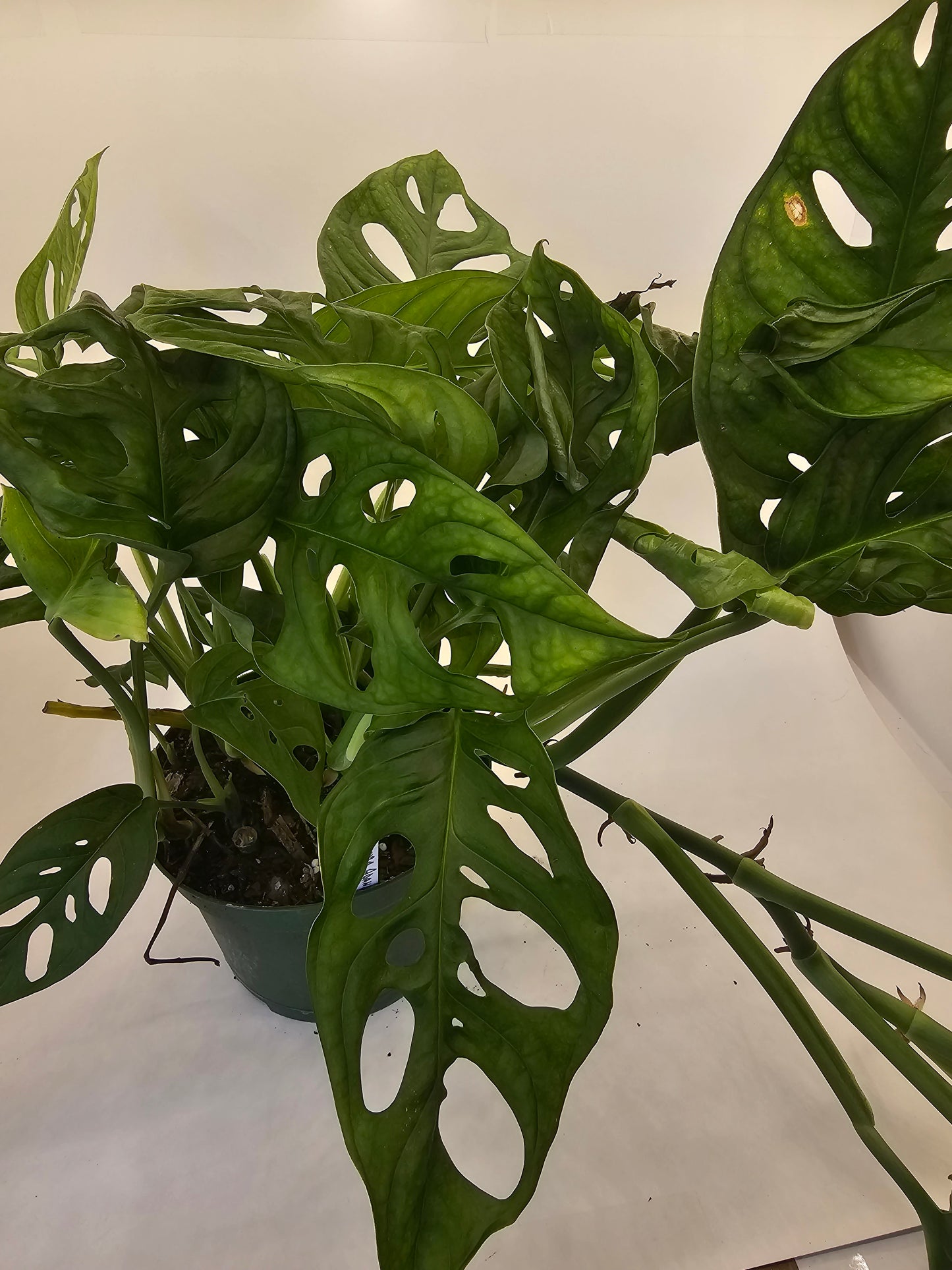 Monstera Adansonii in growers pot