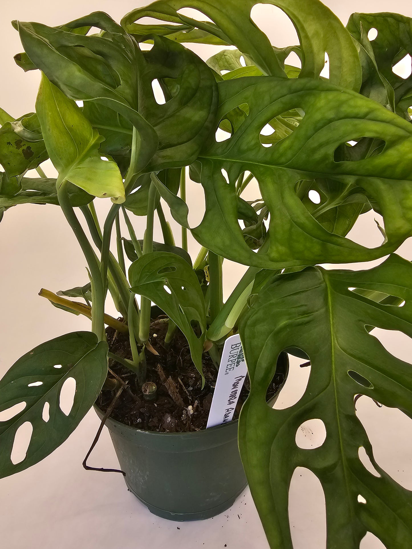 Monstera Adansonii in growers pot