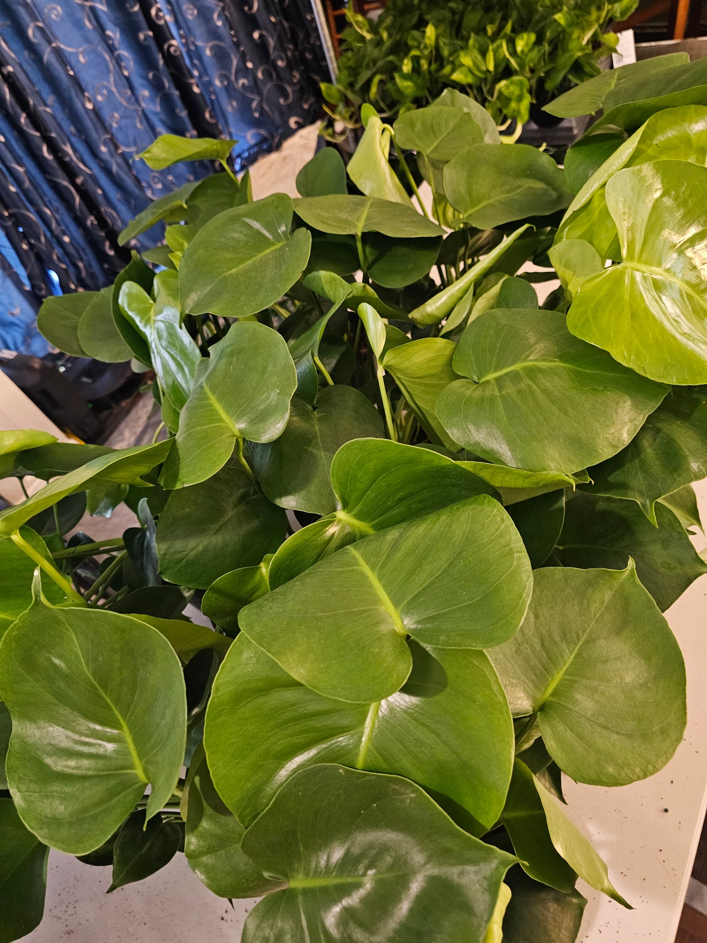 Monstera Deliciosa in growers pot