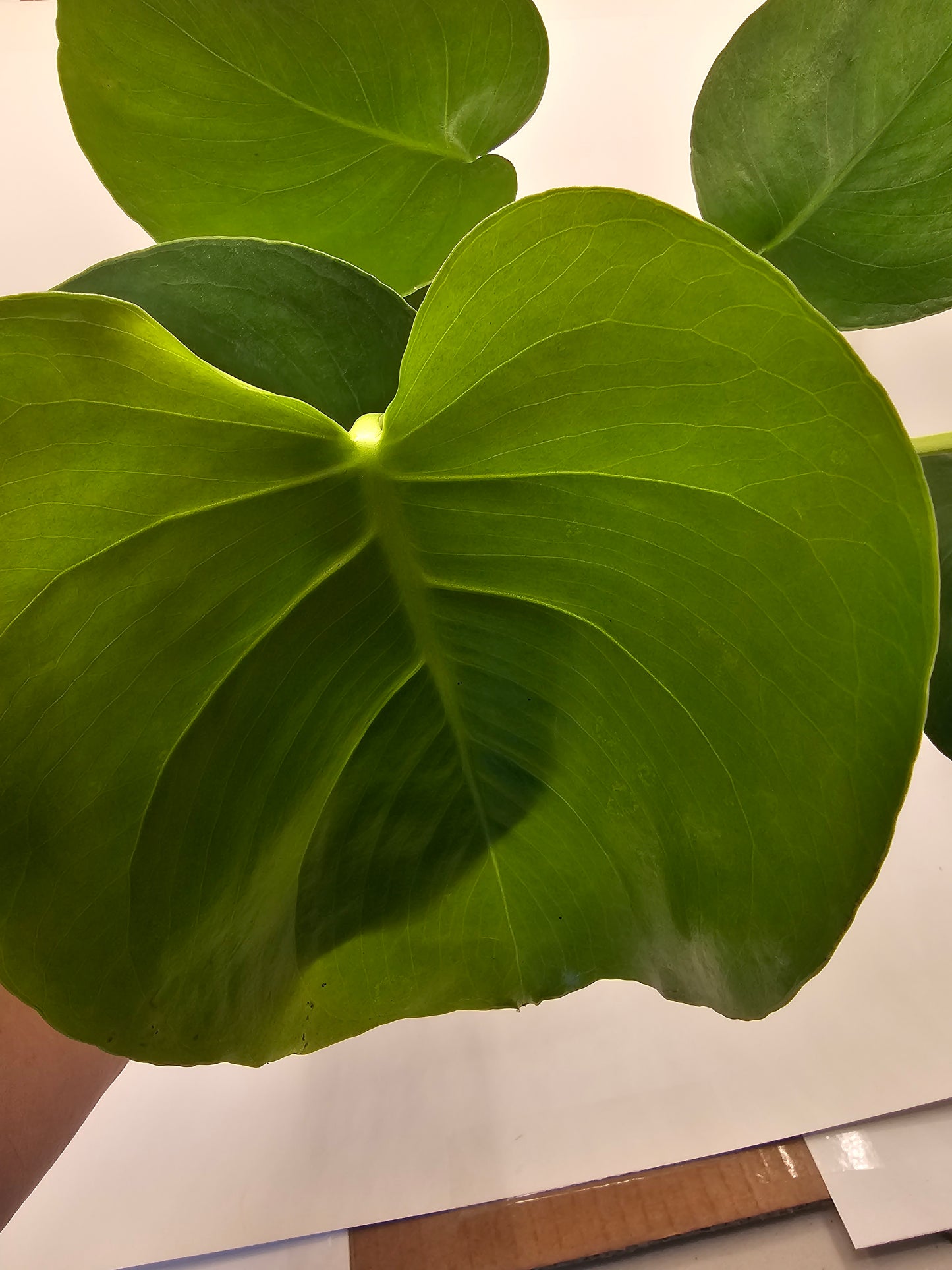 Monstera Deliciosa in growers pot