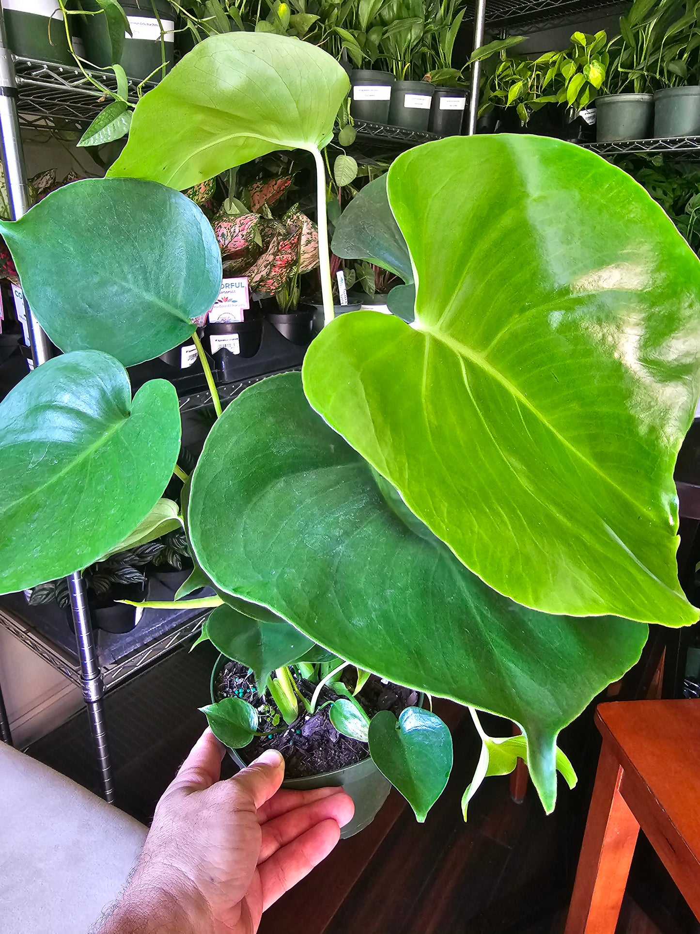 Monstera Deliciosa in growers pot