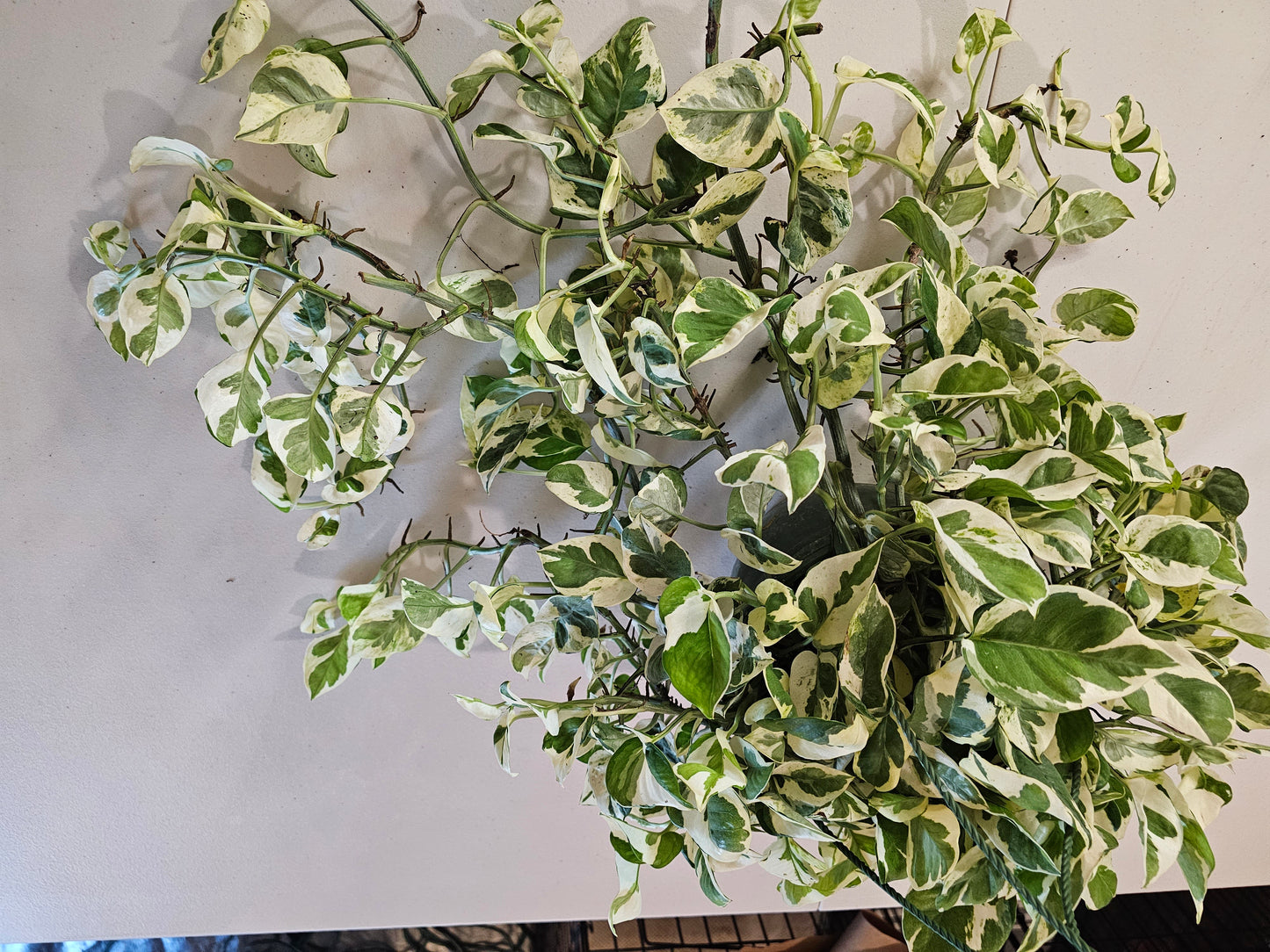 N'Joy Pothos in 8" Hanging Basket