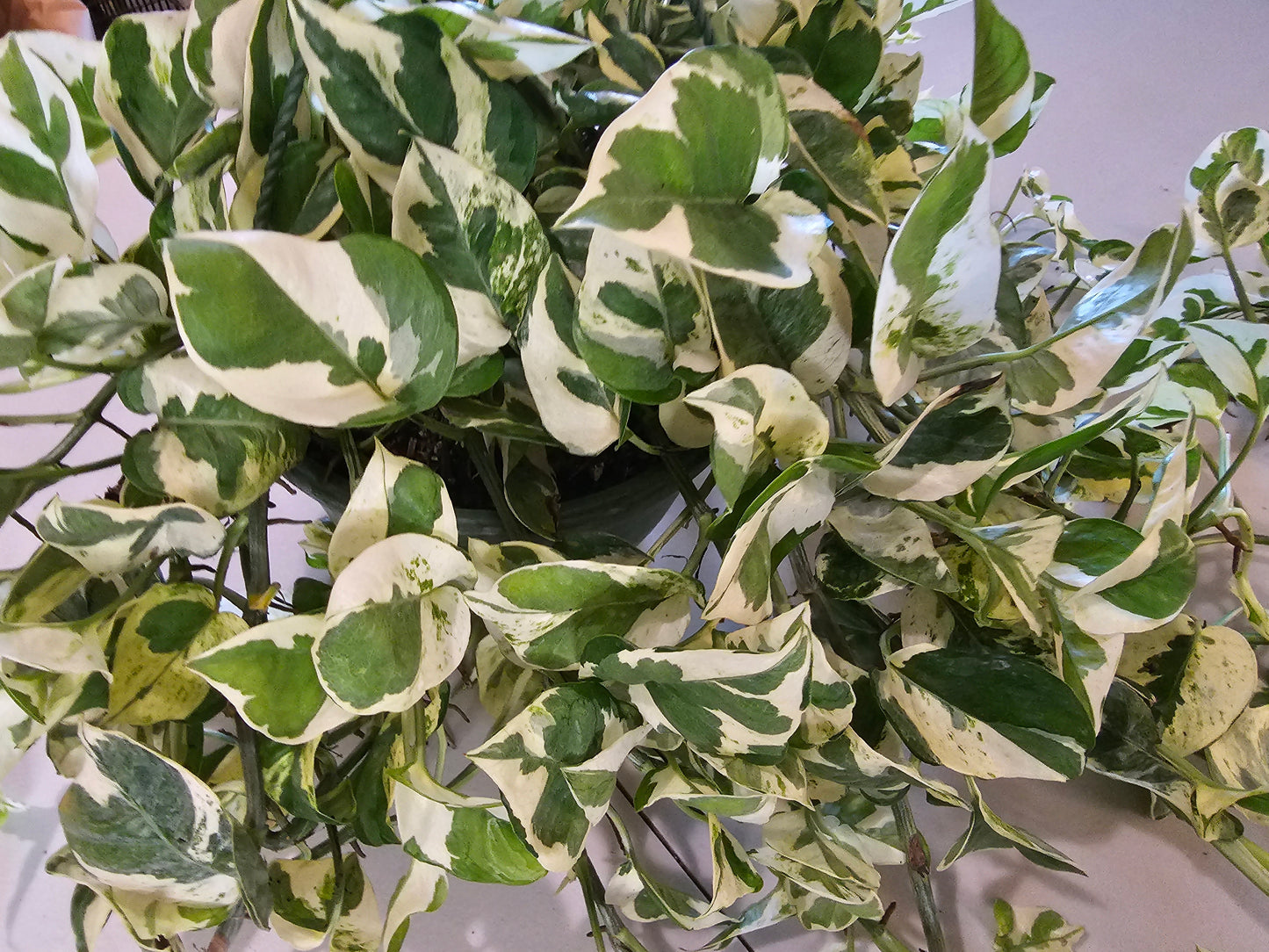 N'Joy Pothos in 8" Hanging Basket