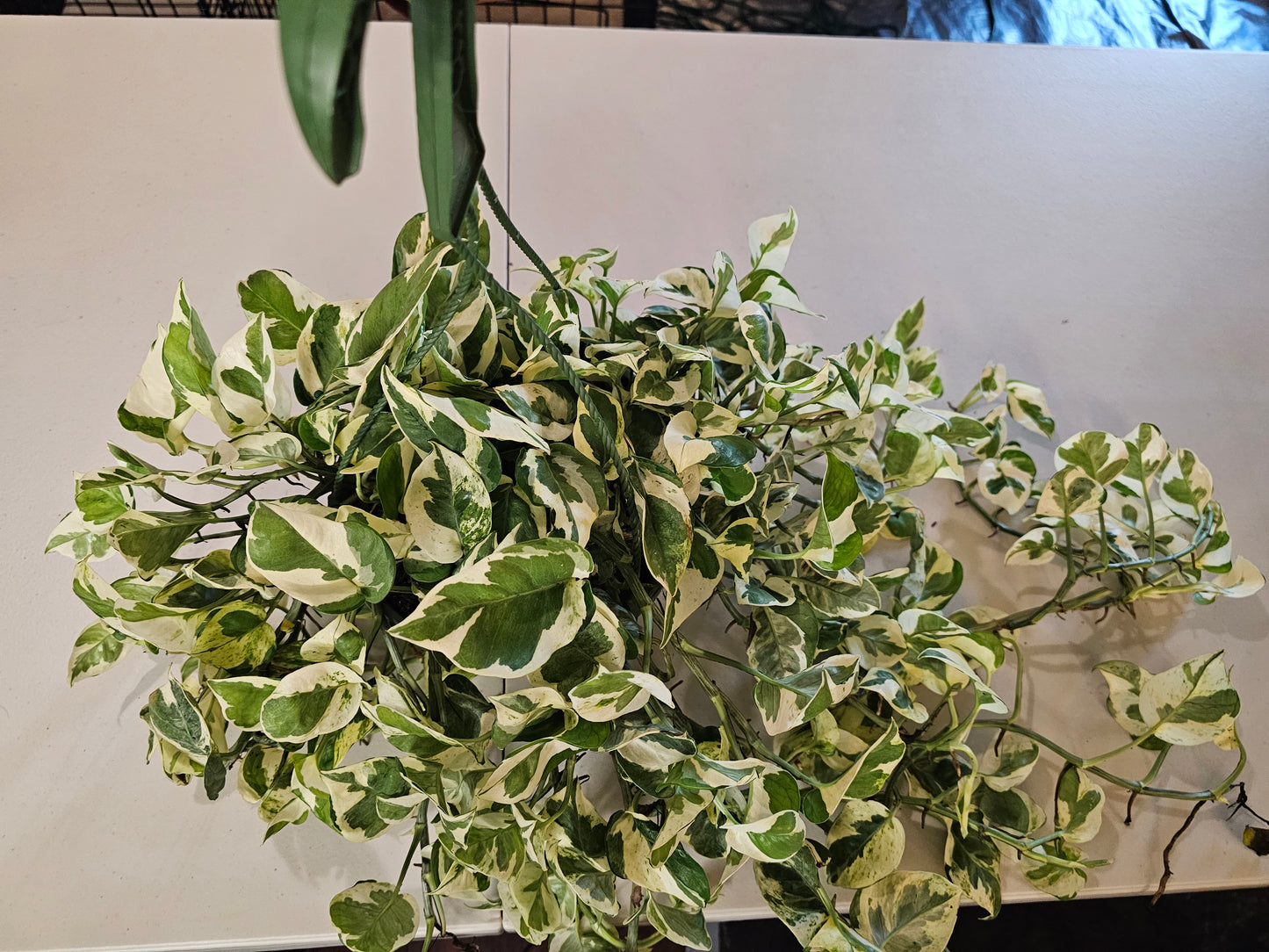 N'Joy Pothos in 8" Hanging Basket