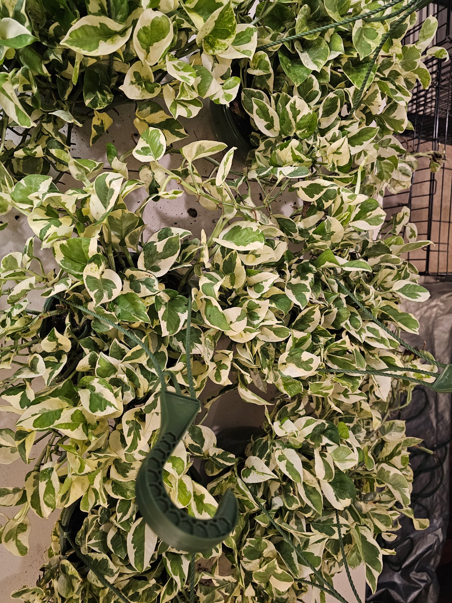 N'Joy Pothos in 8" Hanging Basket