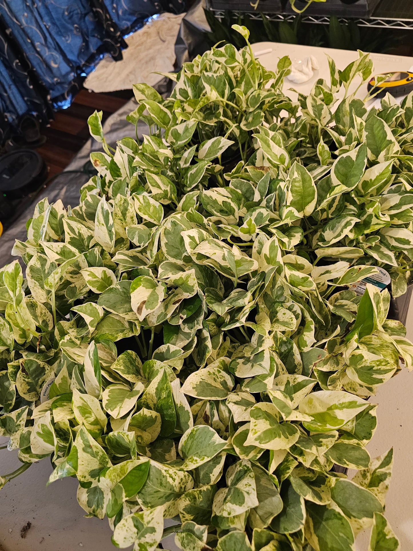 Pearls N Jade Pothos in Growers Pot