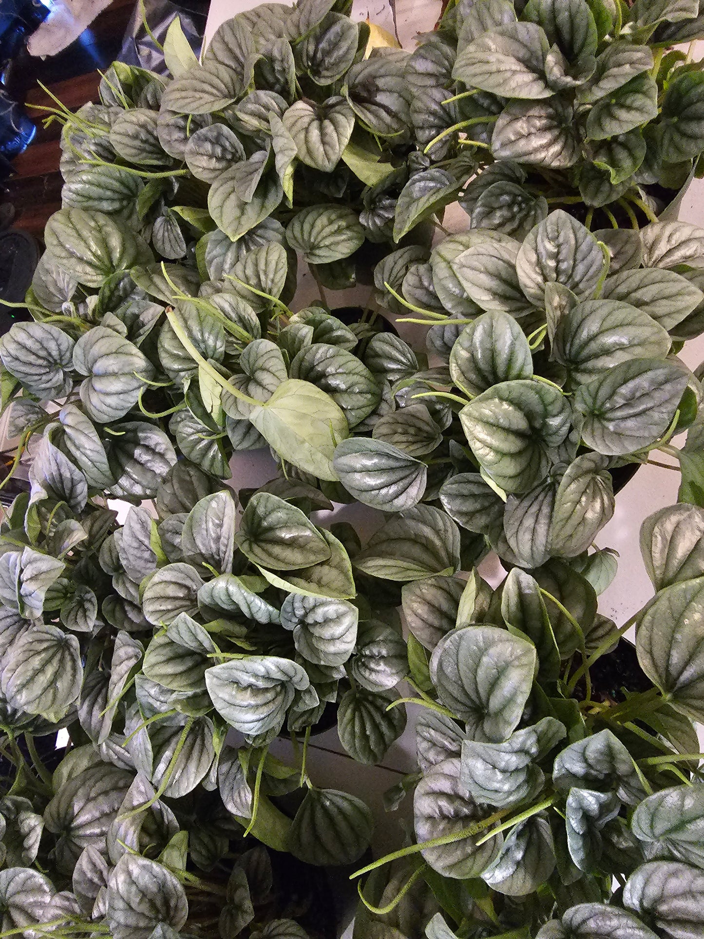 Peperomia Frost in growers pot