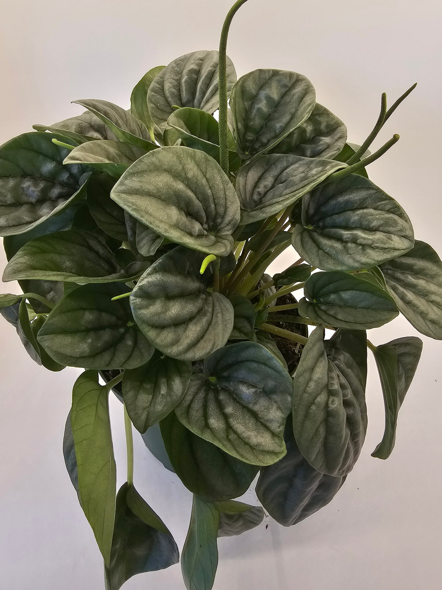 Peperomia Frost in growers pot