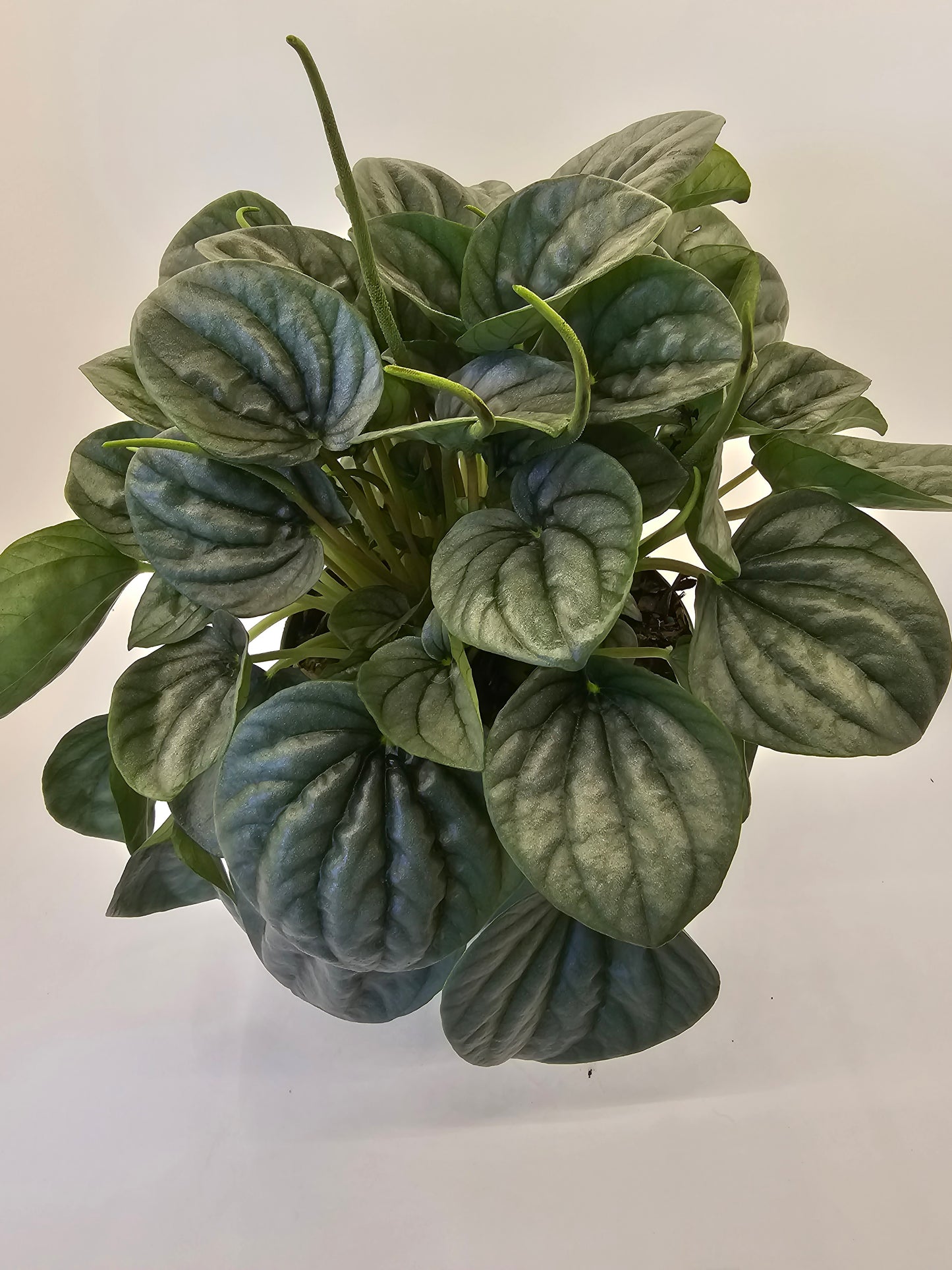 Peperomia Frost in growers pot
