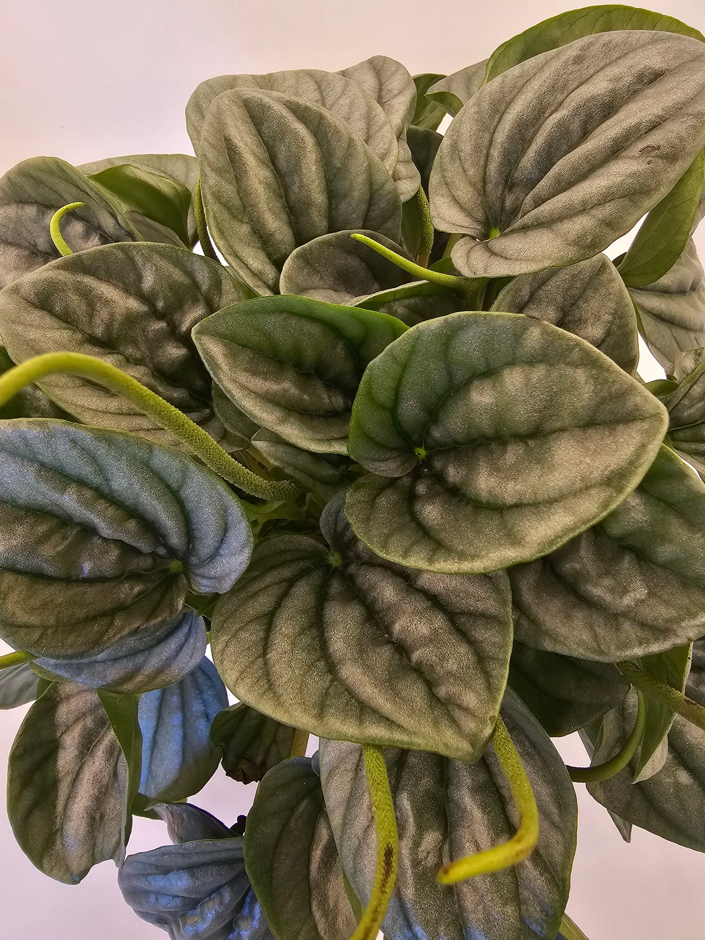 Peperomia Frost in growers pot