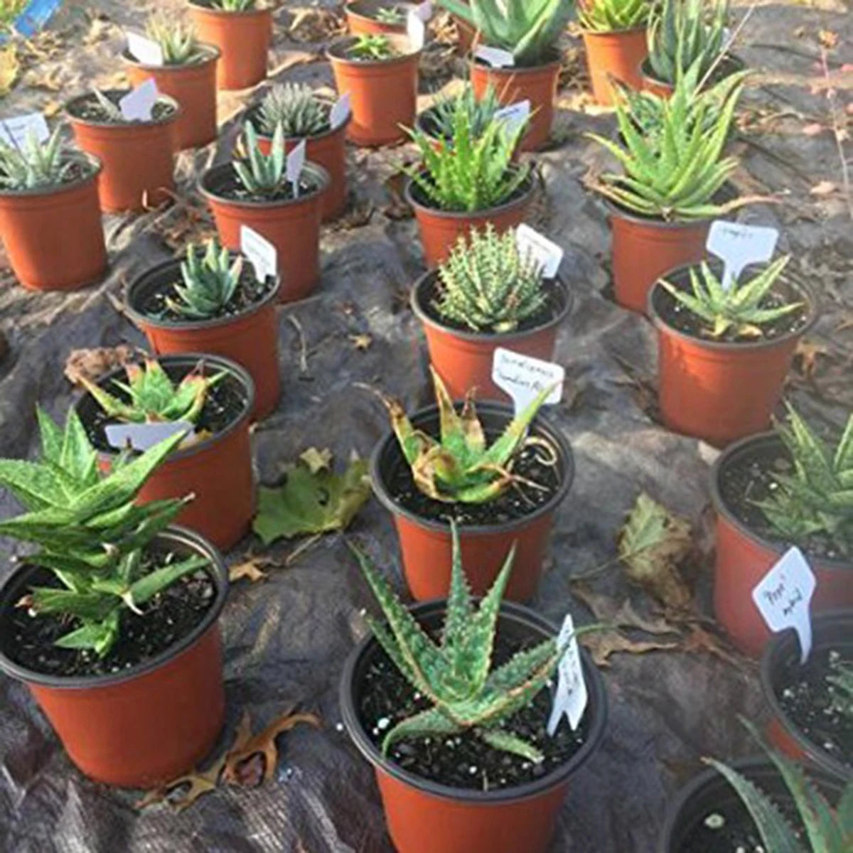 50/100Pcs T-Type Plant Label Markers Waterproof PVC Garden Plants Classification Sorting Sign Tags Plant Nursery Markers Label