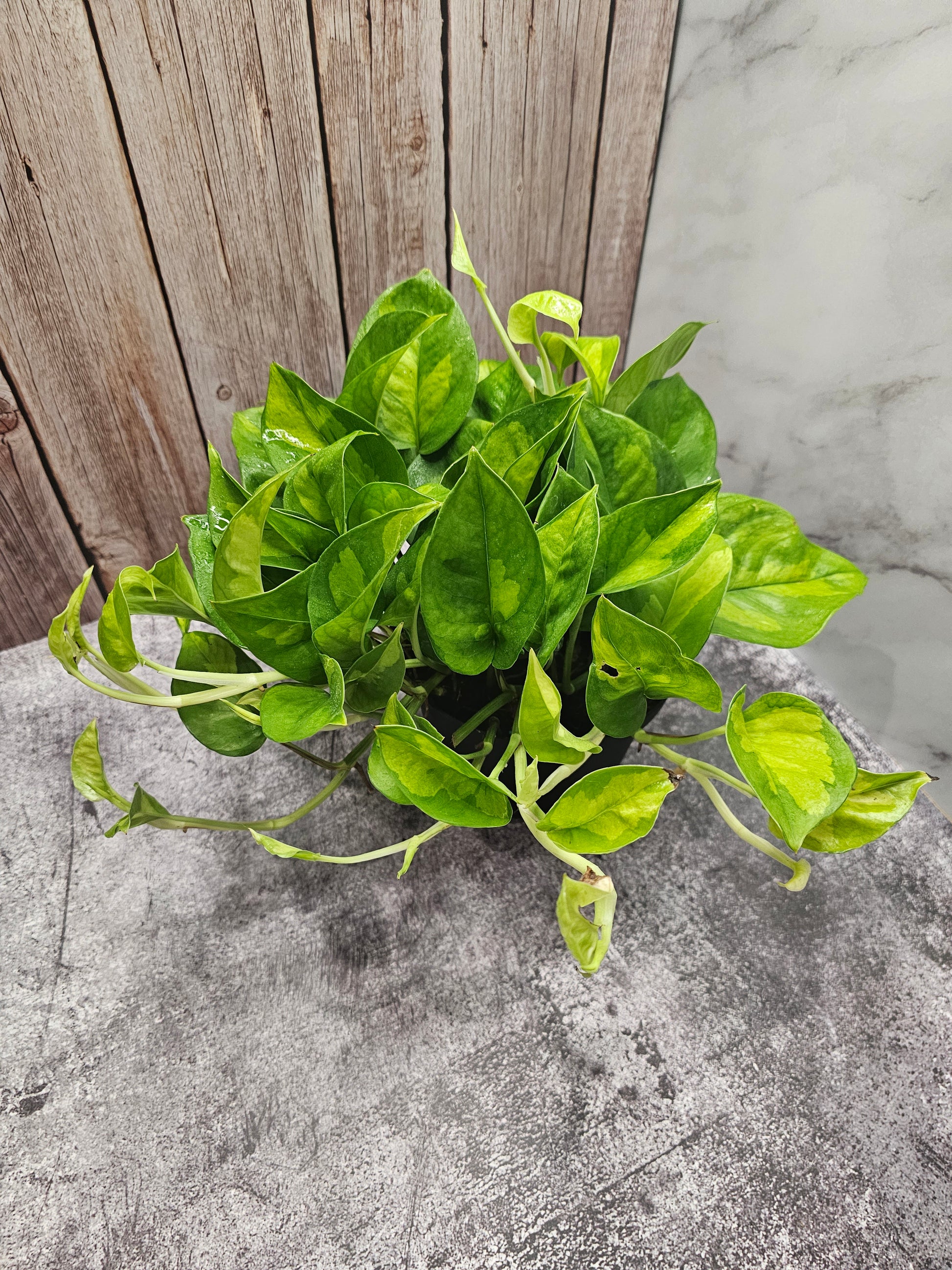 global green potho Epipremnum Global Green in growers pot – Oasis Gardens