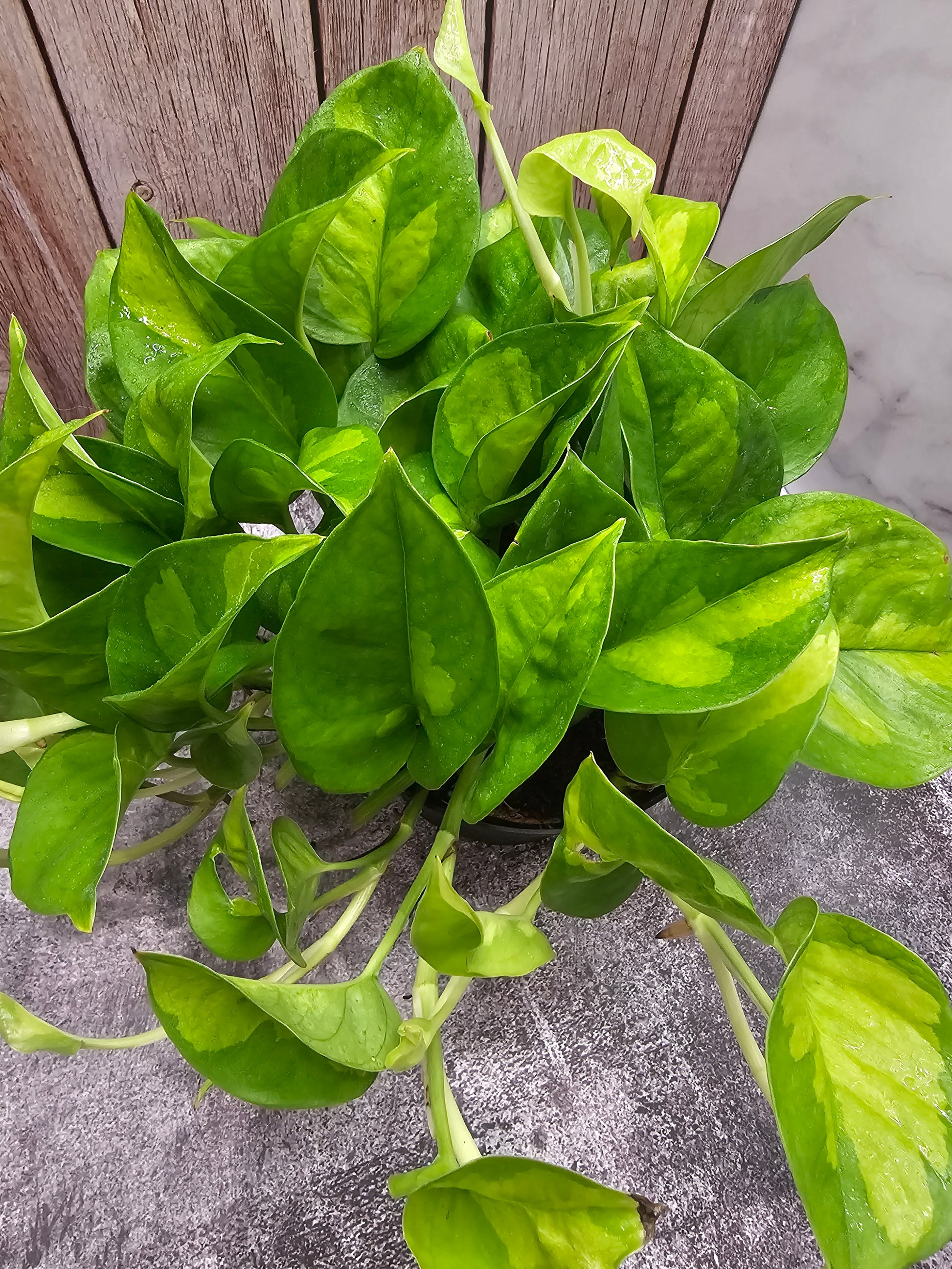 pothos global green for sale Epipremnum Global Green in growers pot – Oasis Gardens