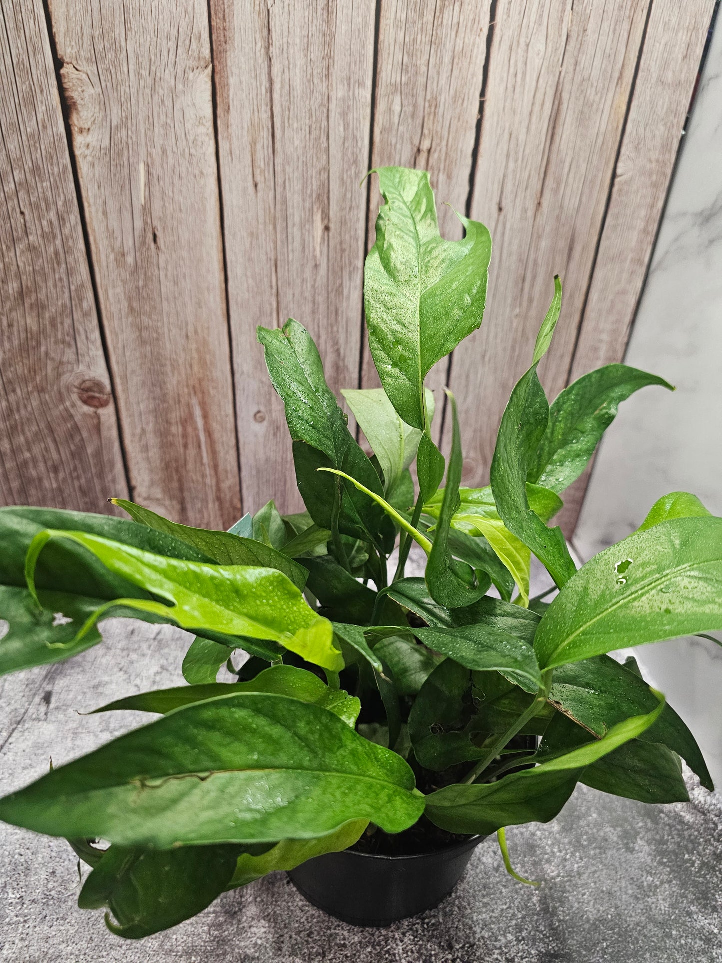 Epipremnum Baltic Blue in growers pot