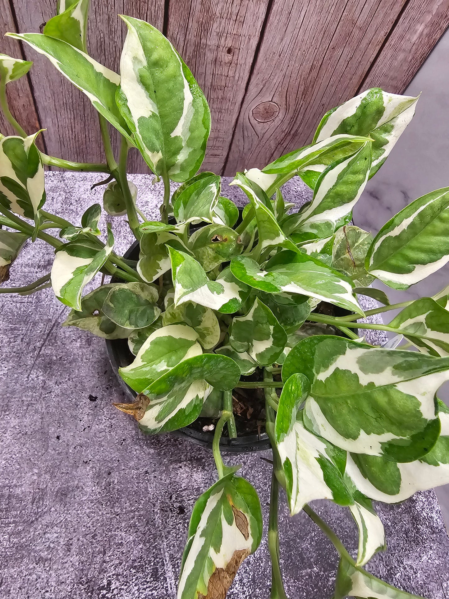 Pearls N Jade Pothos in Growers Pot