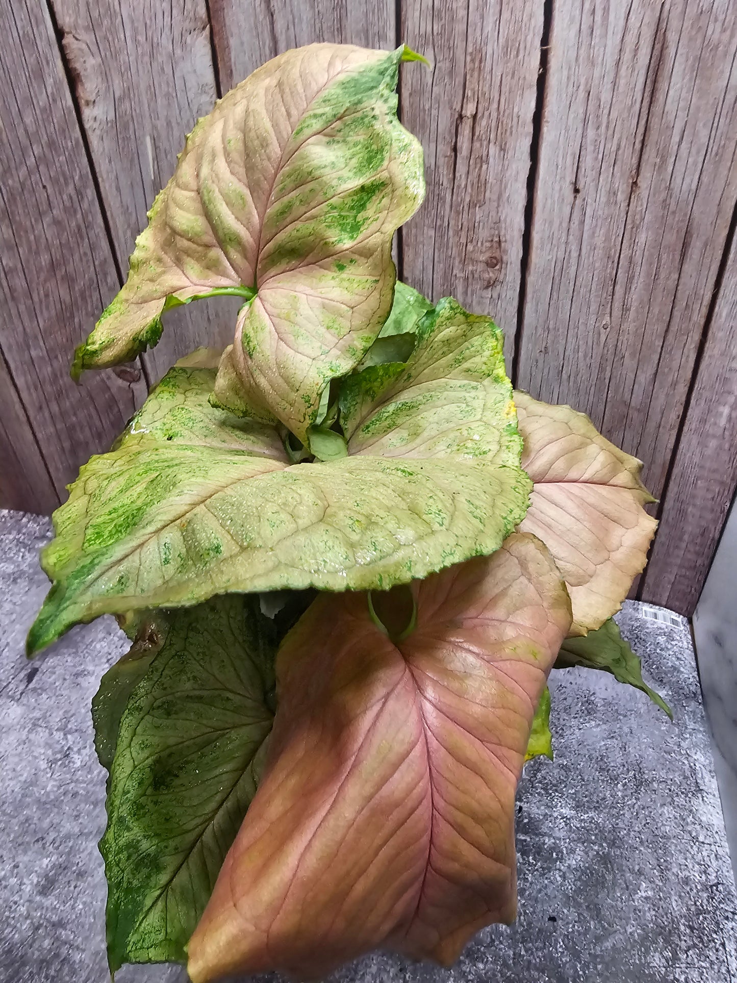 Syngonium Plum Allusion in growers pot