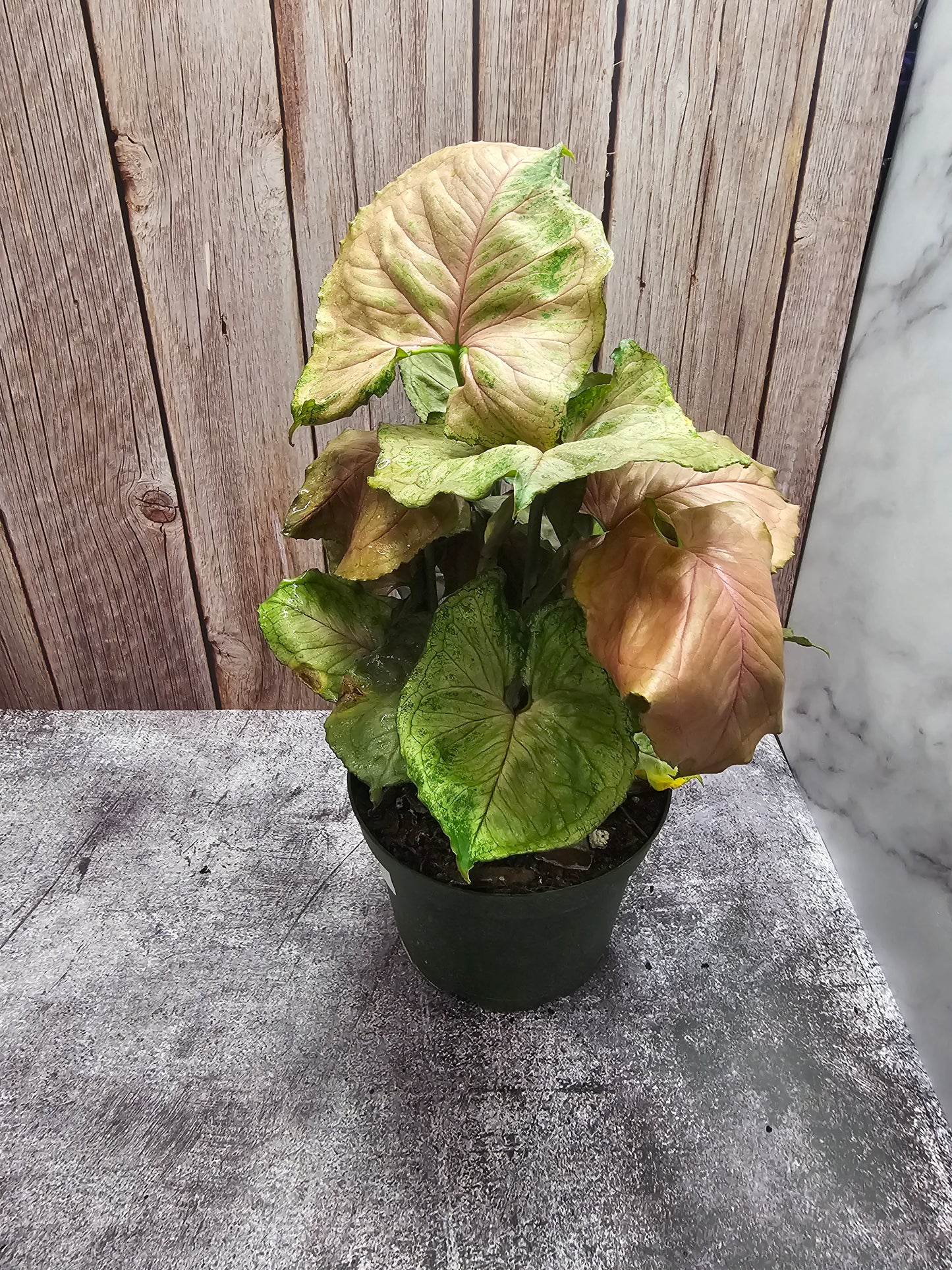 Syngonium Plum Allusion in growers pot