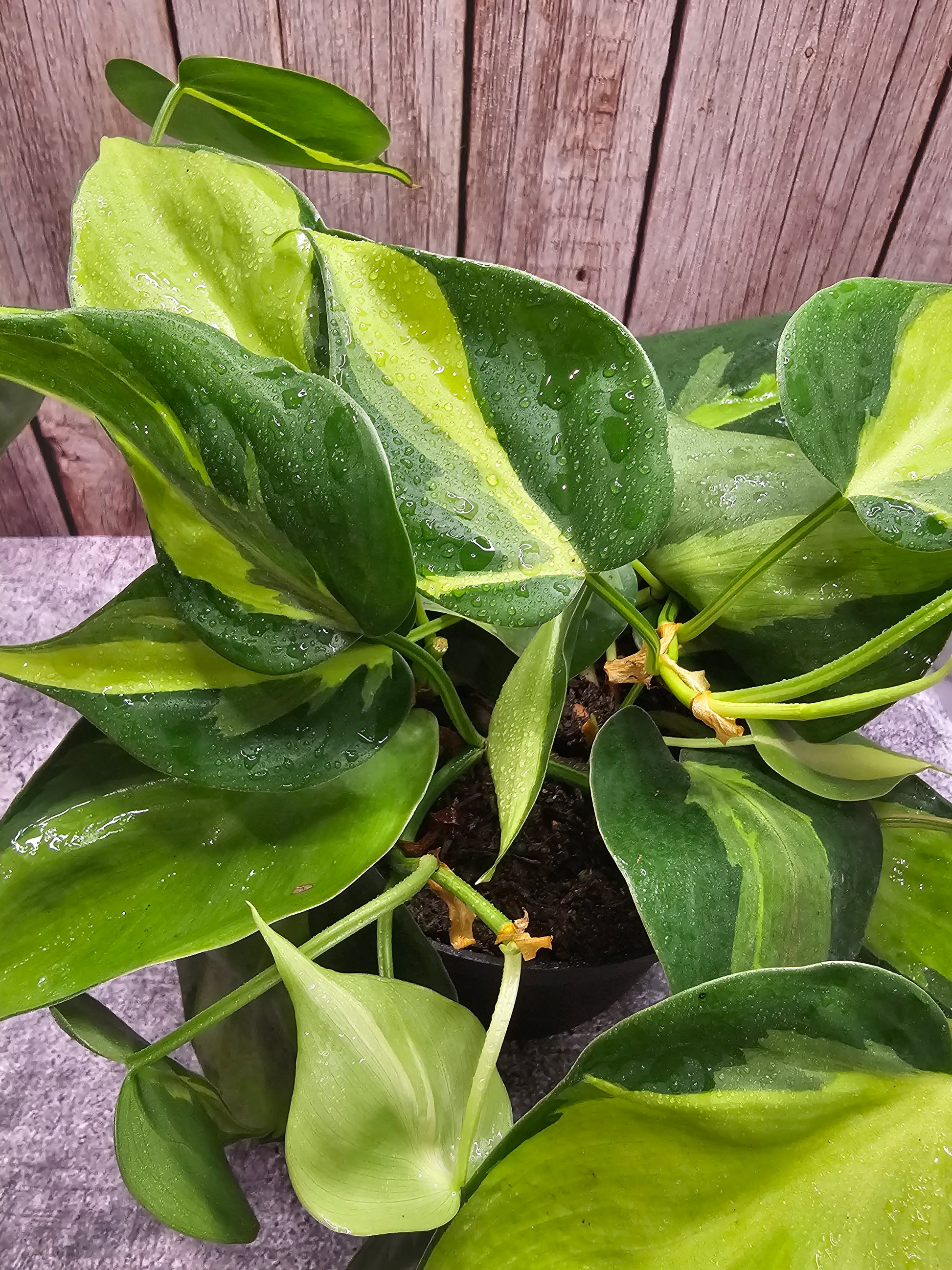philodendron brasil pp12956 Philodendron Brazil in growers pot – Oasis Gardens