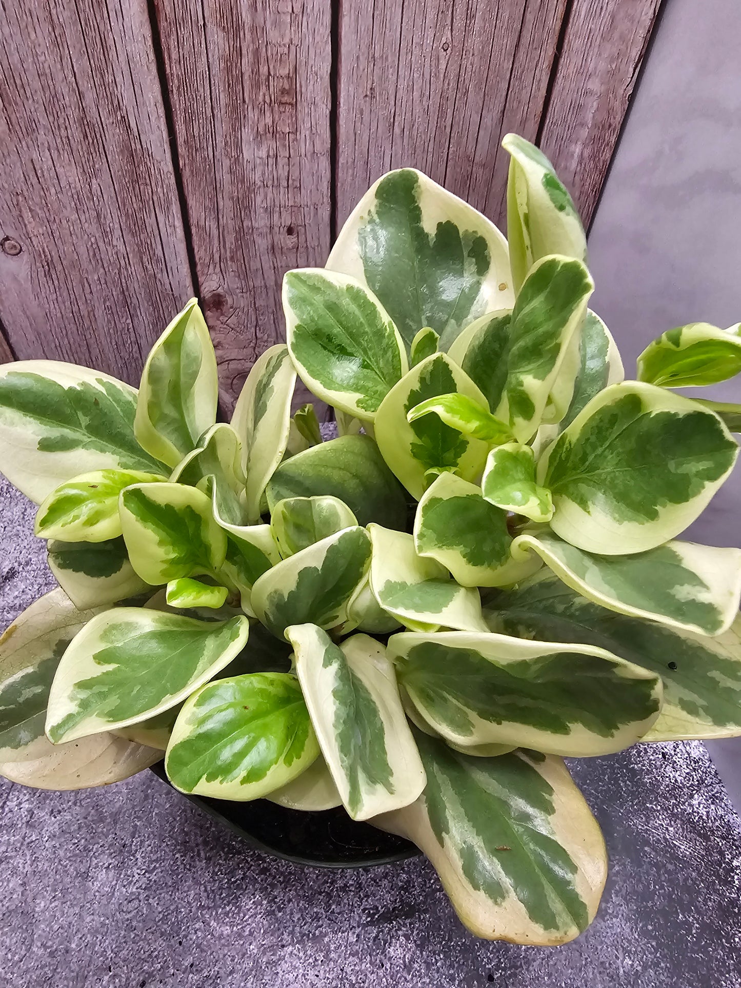 Peperomia Variegated in growers pot