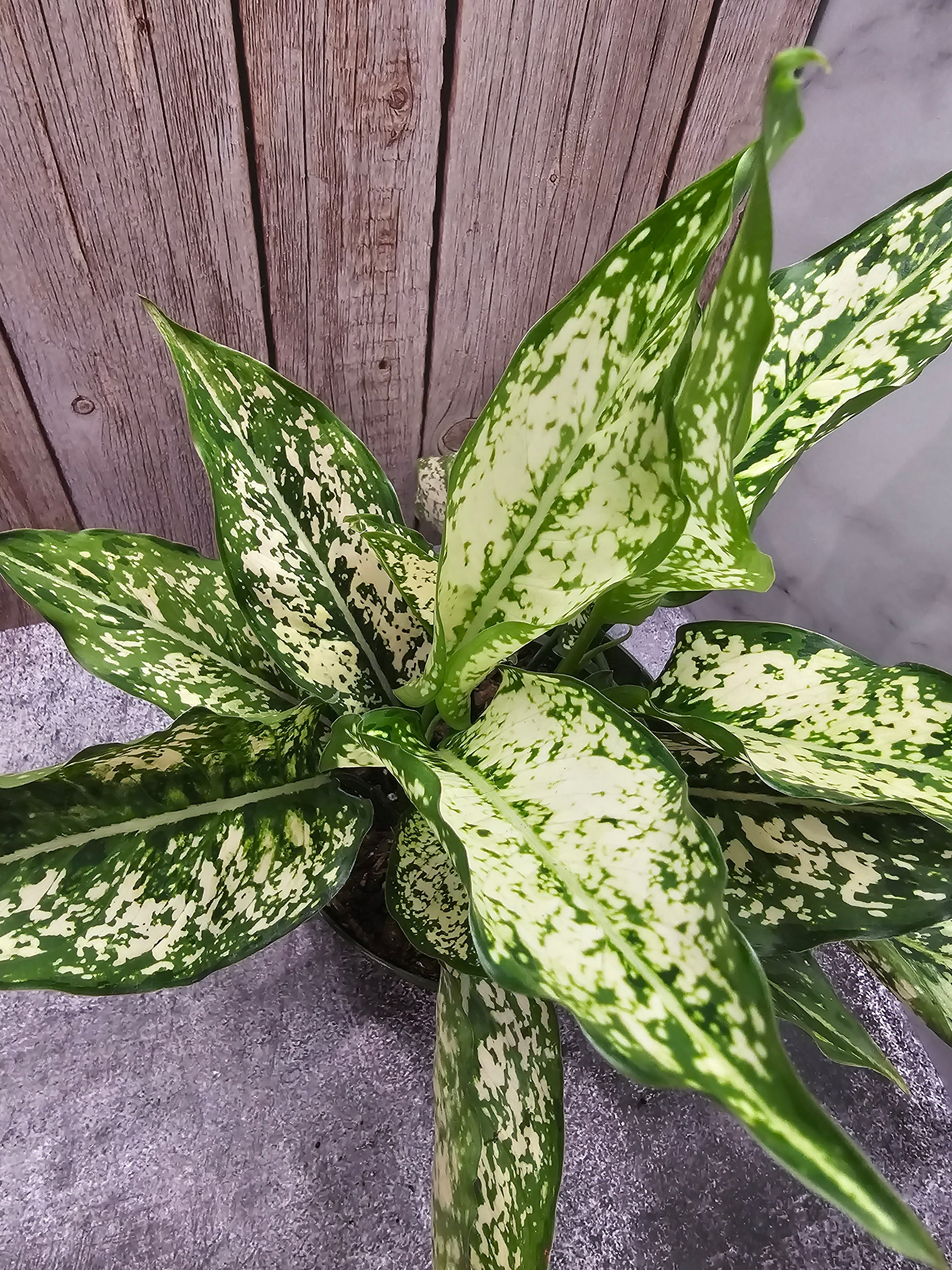 aglaonema 'osaka' Aglaonema Osaka in growers pot – Oasis Gardens