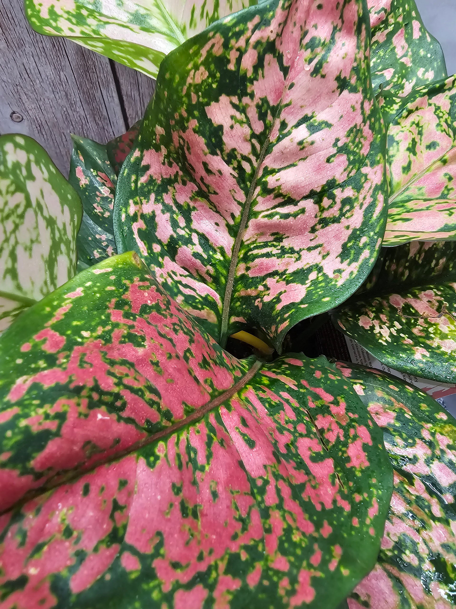 Aglaonema Anyamanee in growers pot – Oasis Gardens