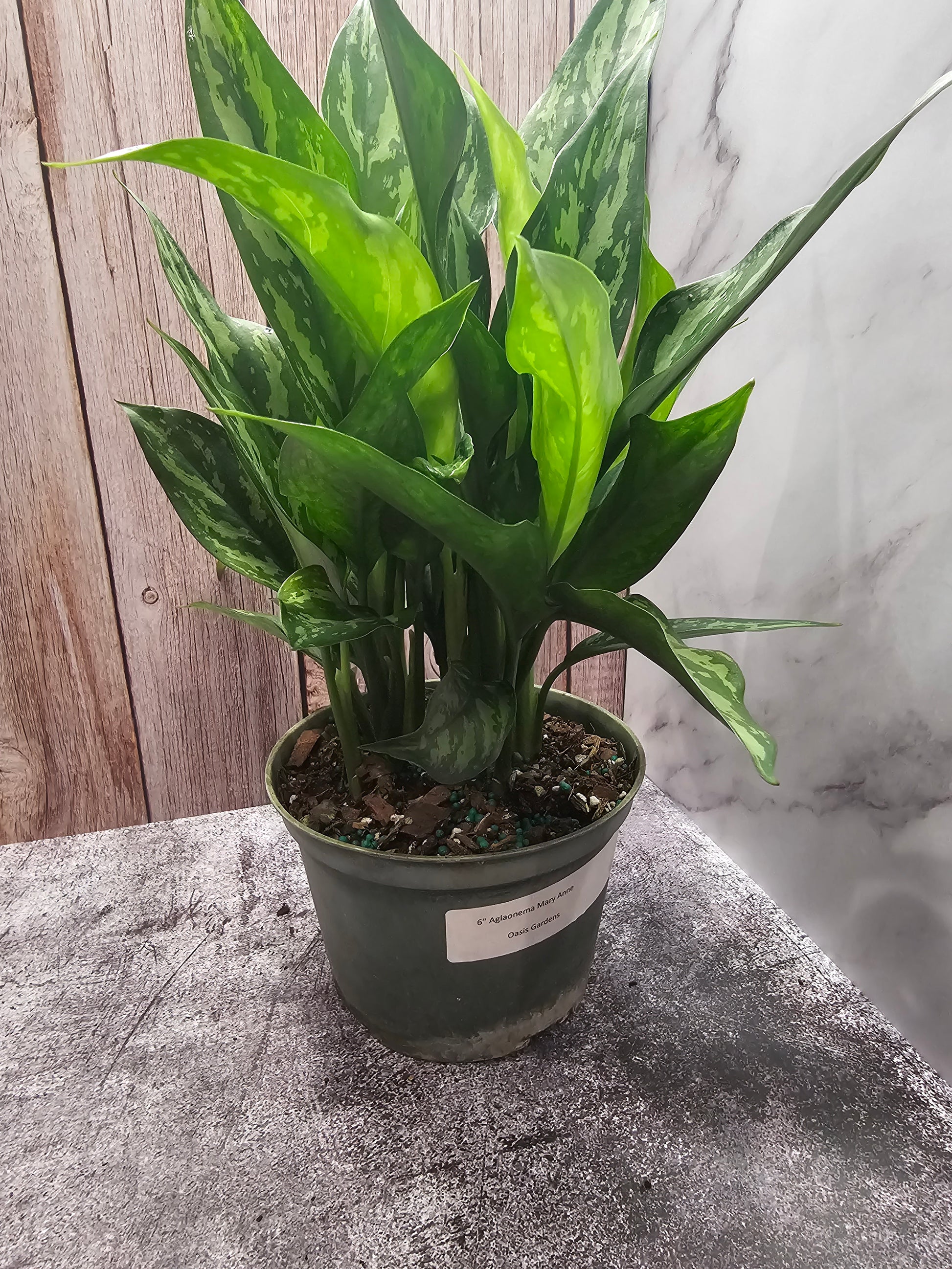 aglaonema mary ann Aglaonema Mary Ann in growers pot – Oasis Gardens